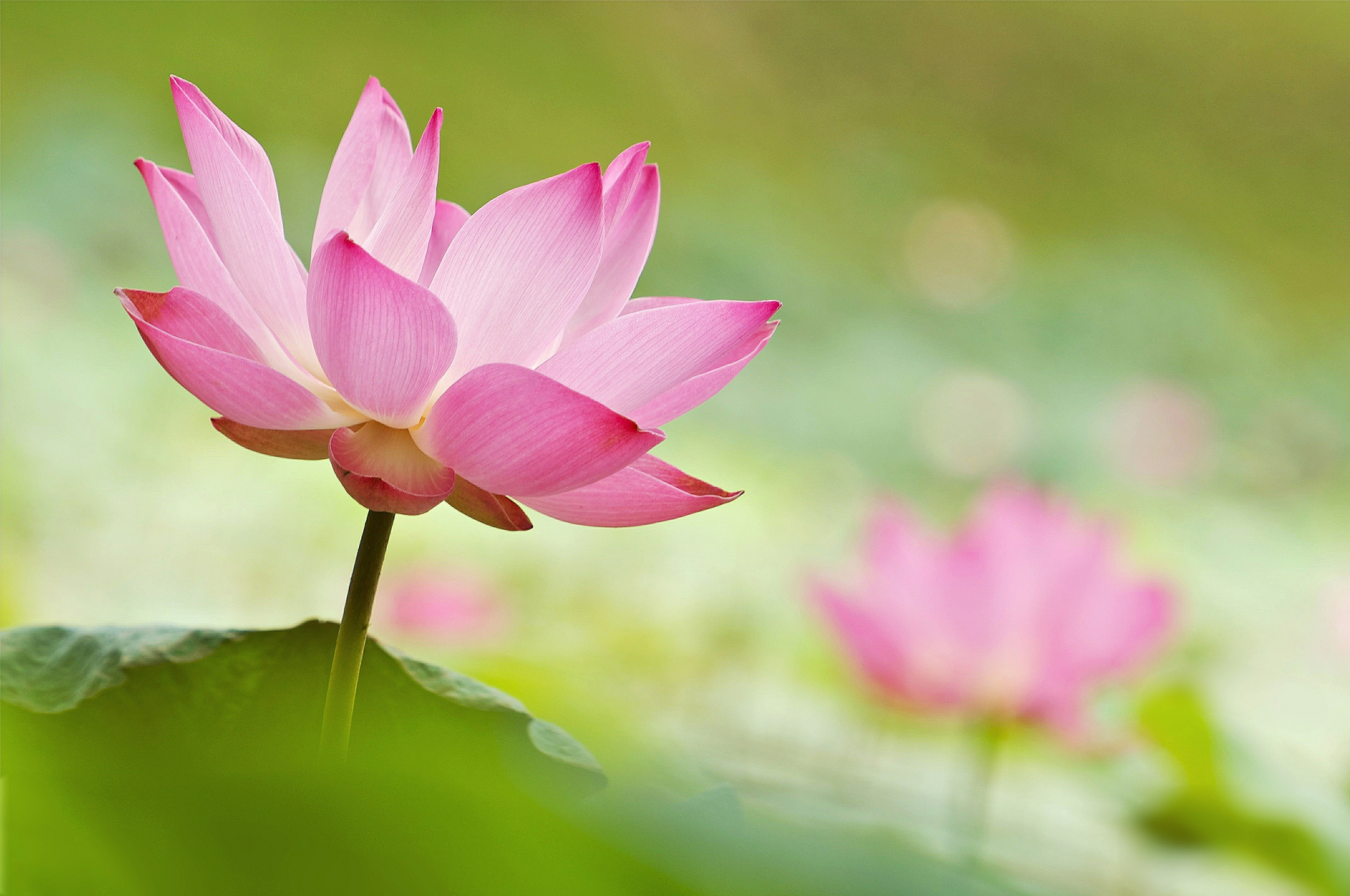 Laden Sie das Blumen, Lotus, Blume, Nahansicht, Verwischen, Seerose, Erde/natur, Pinke Blume-Bild kostenlos auf Ihren PC-Desktop herunter
