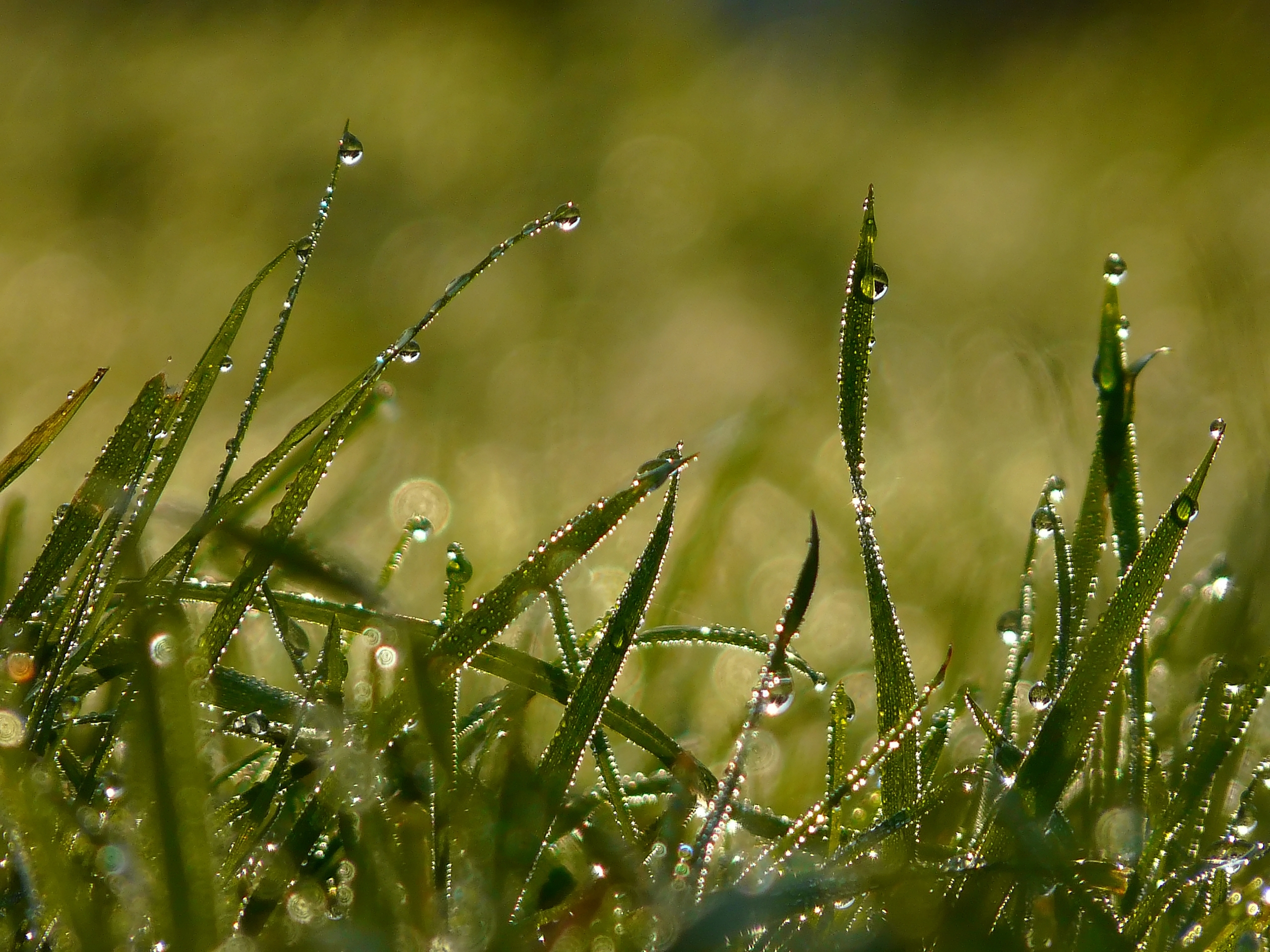 Download mobile wallpaper Dew, Grass, Macro, Drops, Form for free.