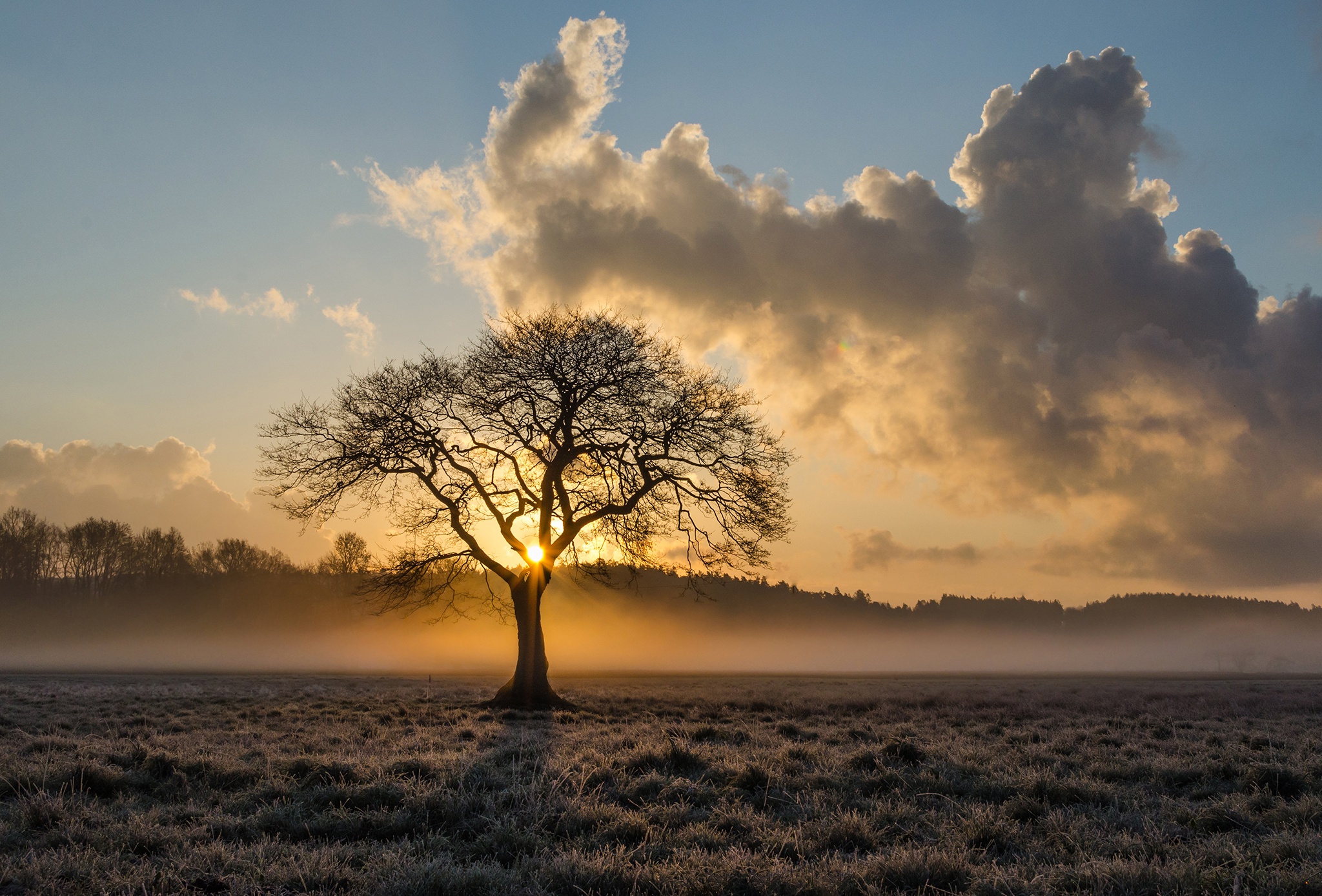 Baixe gratuitamente a imagem Natureza, Árvore, Nascer Do Sol, Nuvem, Terra/natureza, Neblina na área de trabalho do seu PC