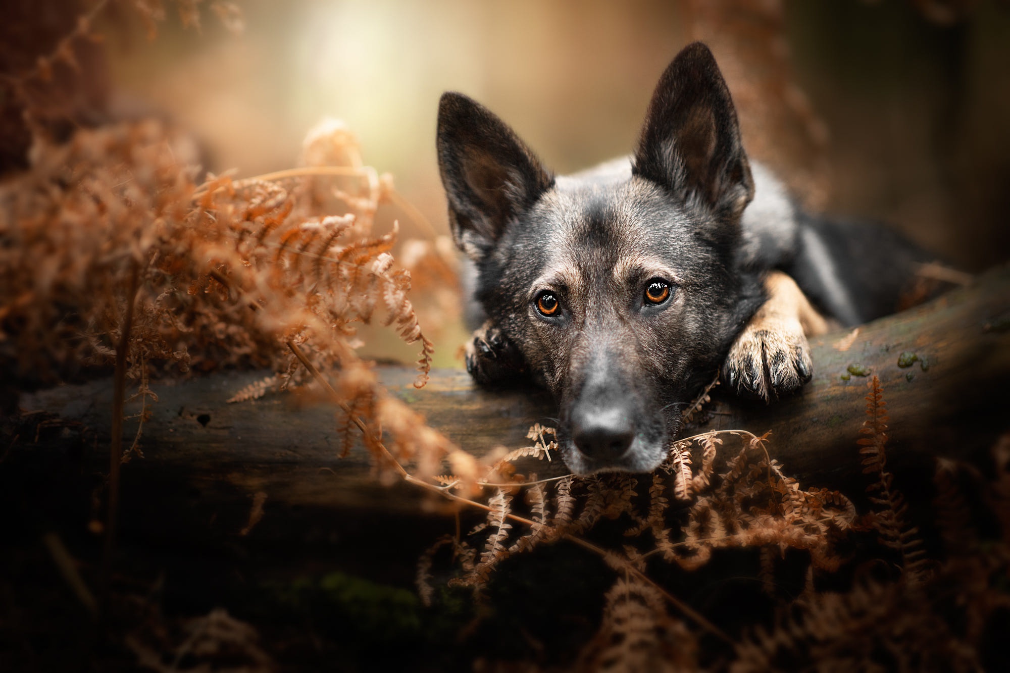 Free download wallpaper Dogs, Fern, Dog, Animal, German Shepherd on your PC desktop