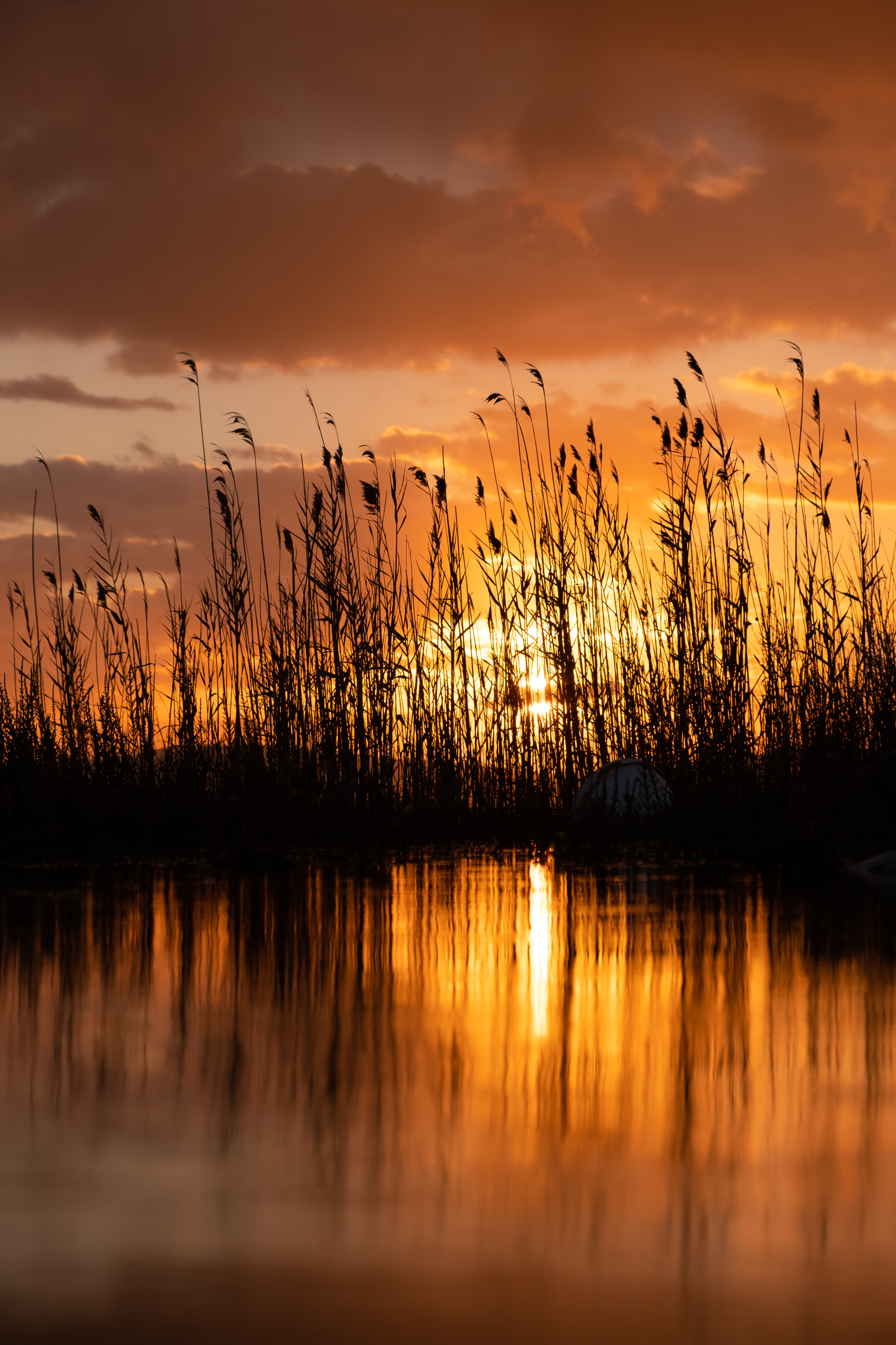 sunset, reed, twilight, lake, dark, dusk, cane