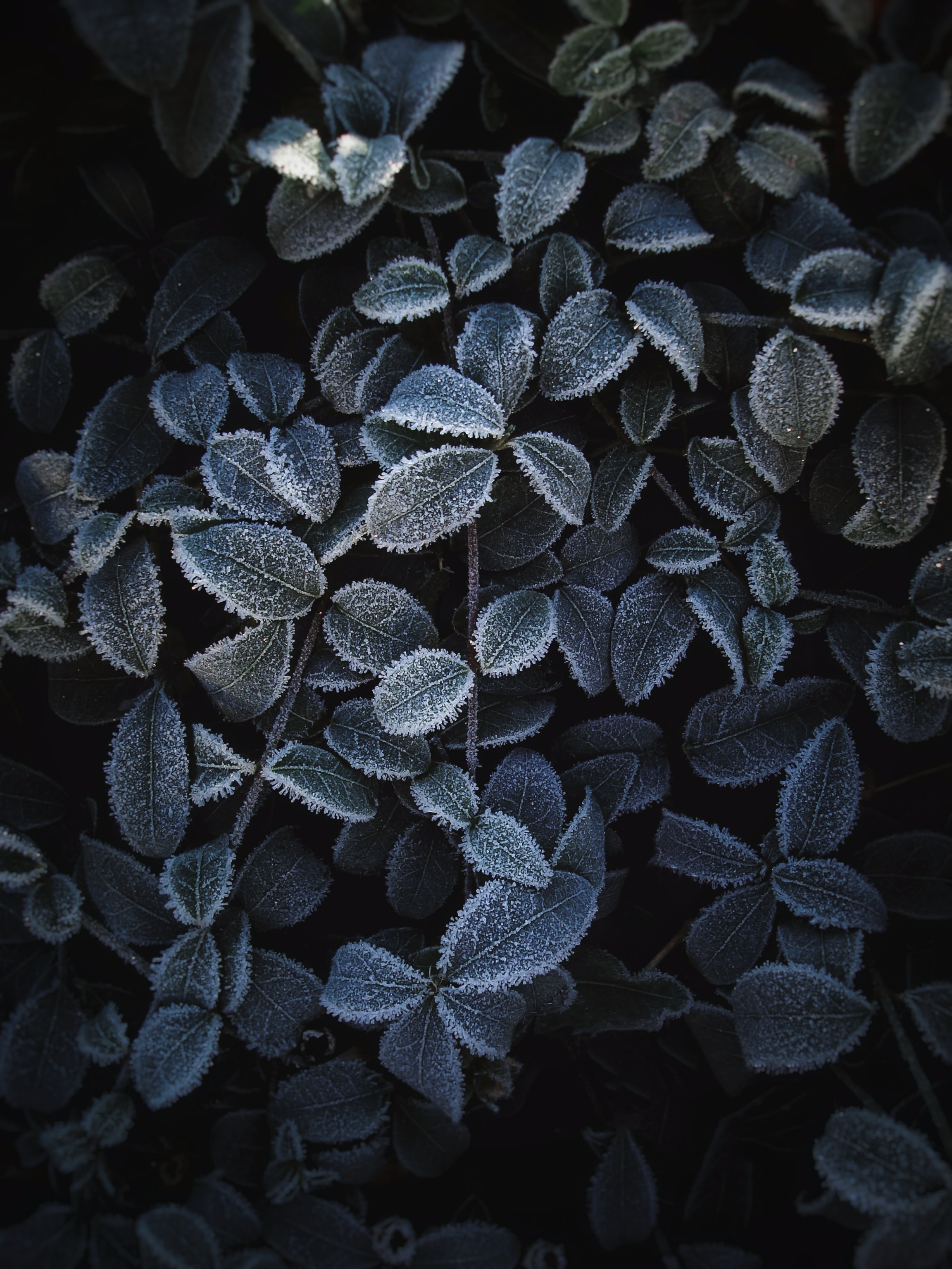 frost, leaves, plant, macro, hoarfrost Phone Background