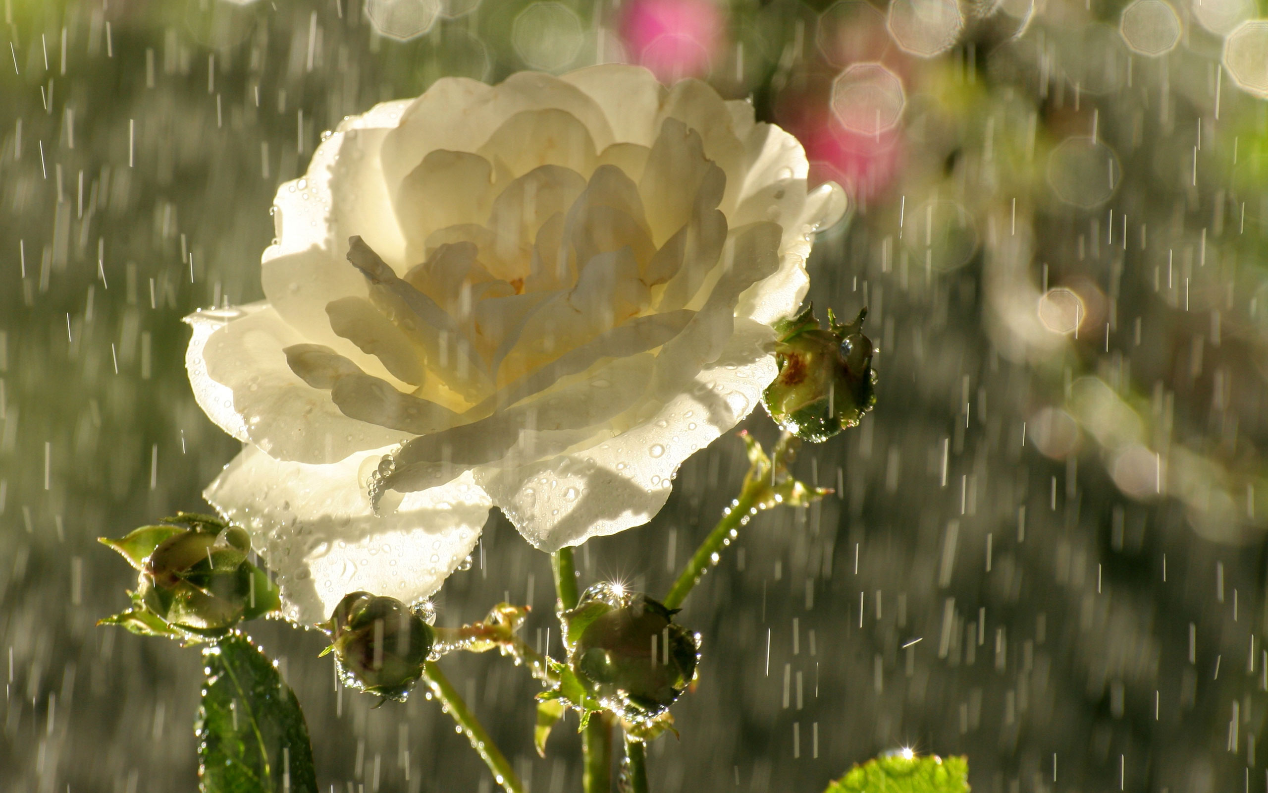 Handy-Wallpaper Blumen, Rose, Erde/natur kostenlos herunterladen.