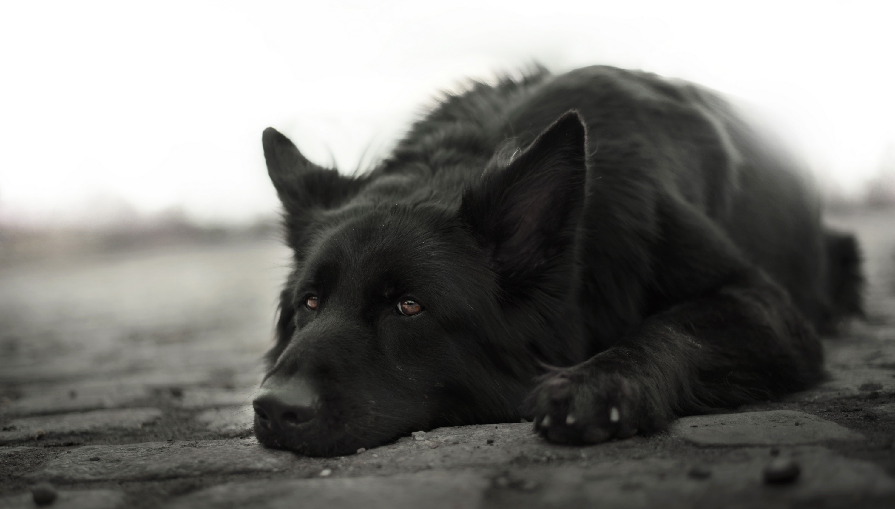 Download mobile wallpaper Dogs, Dog, Animal, German Shepherd, Black & White for free.