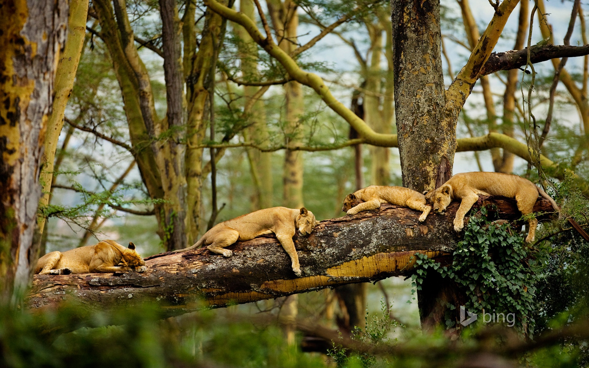 Handy-Wallpaper Tiere, Katzen, Löwe kostenlos herunterladen.