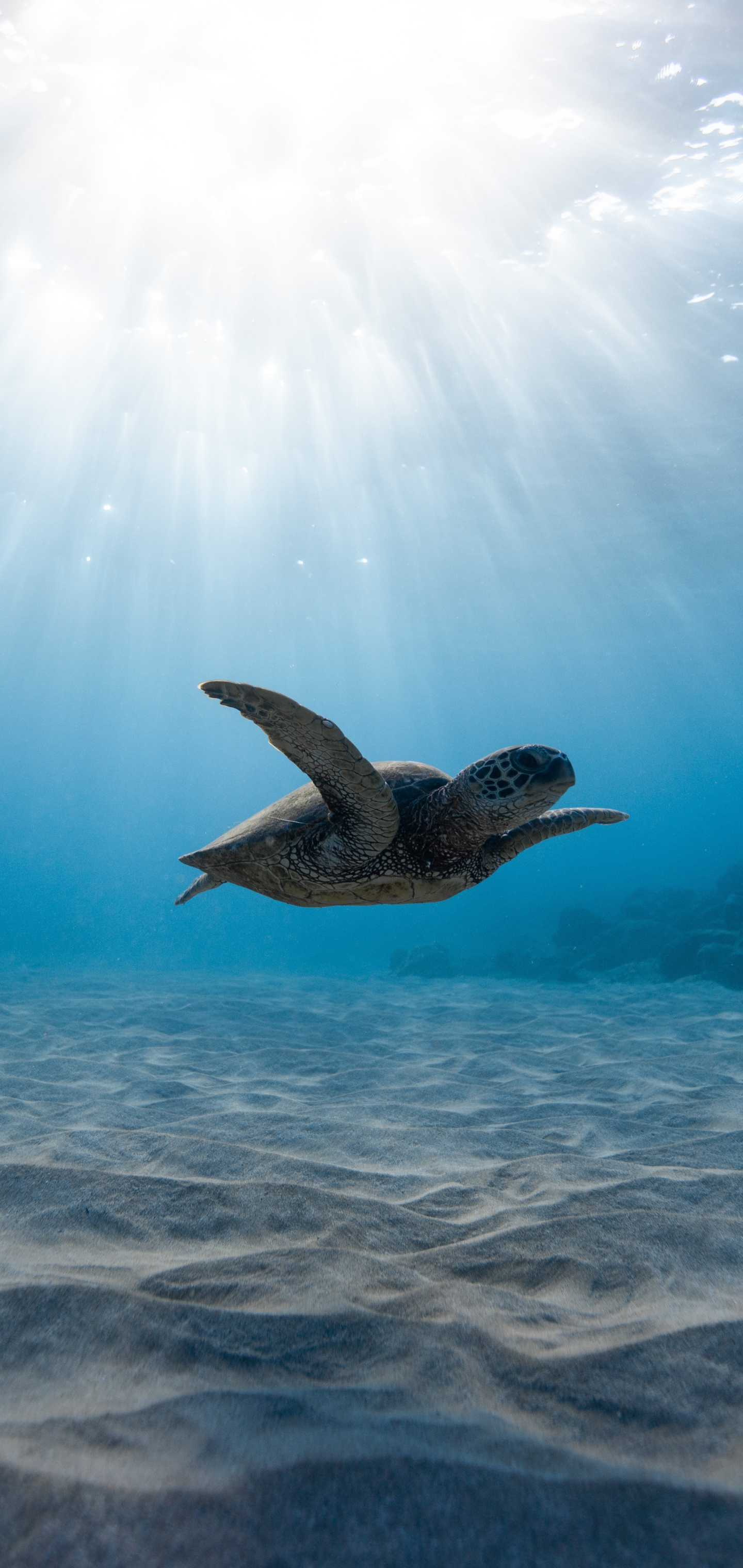 Free download wallpaper Turtles, Animal, Underwater, Turtle, Sunbeam, Sea Life, Sunbean on your PC desktop