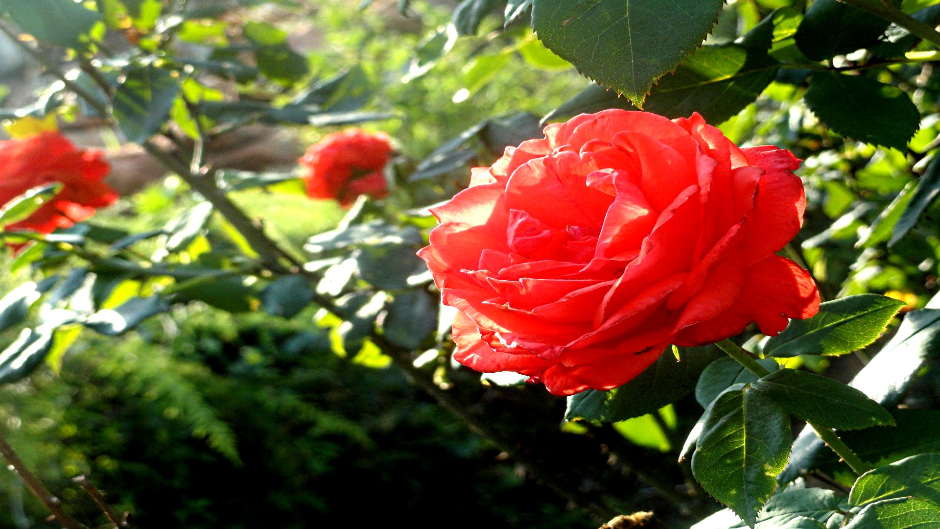 Téléchargez gratuitement l'image Fleurs, Rose, Terre/nature sur le bureau de votre PC