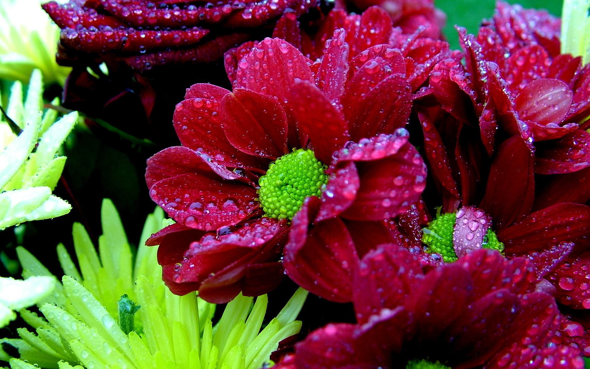 Free download wallpaper Flowers, Flower, Earth on your PC desktop