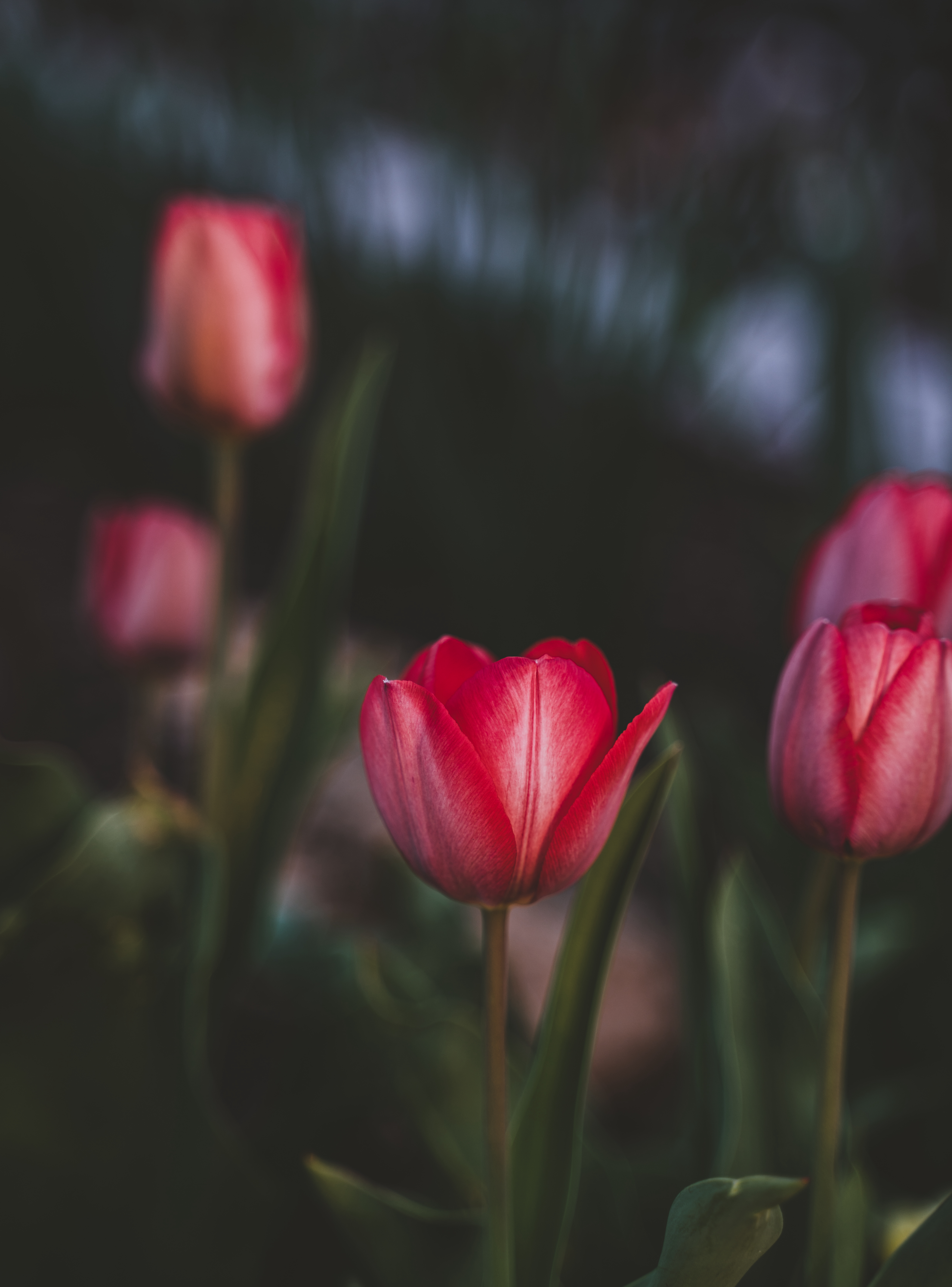 Tulips Vertical Background