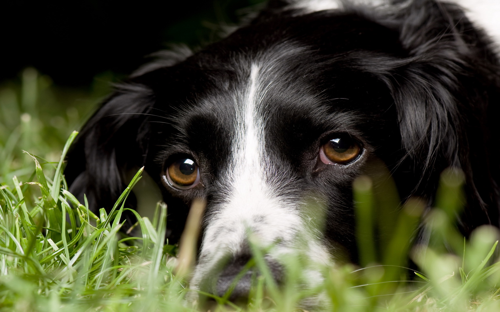 Laden Sie das Tiere, Hund-Bild kostenlos auf Ihren PC-Desktop herunter