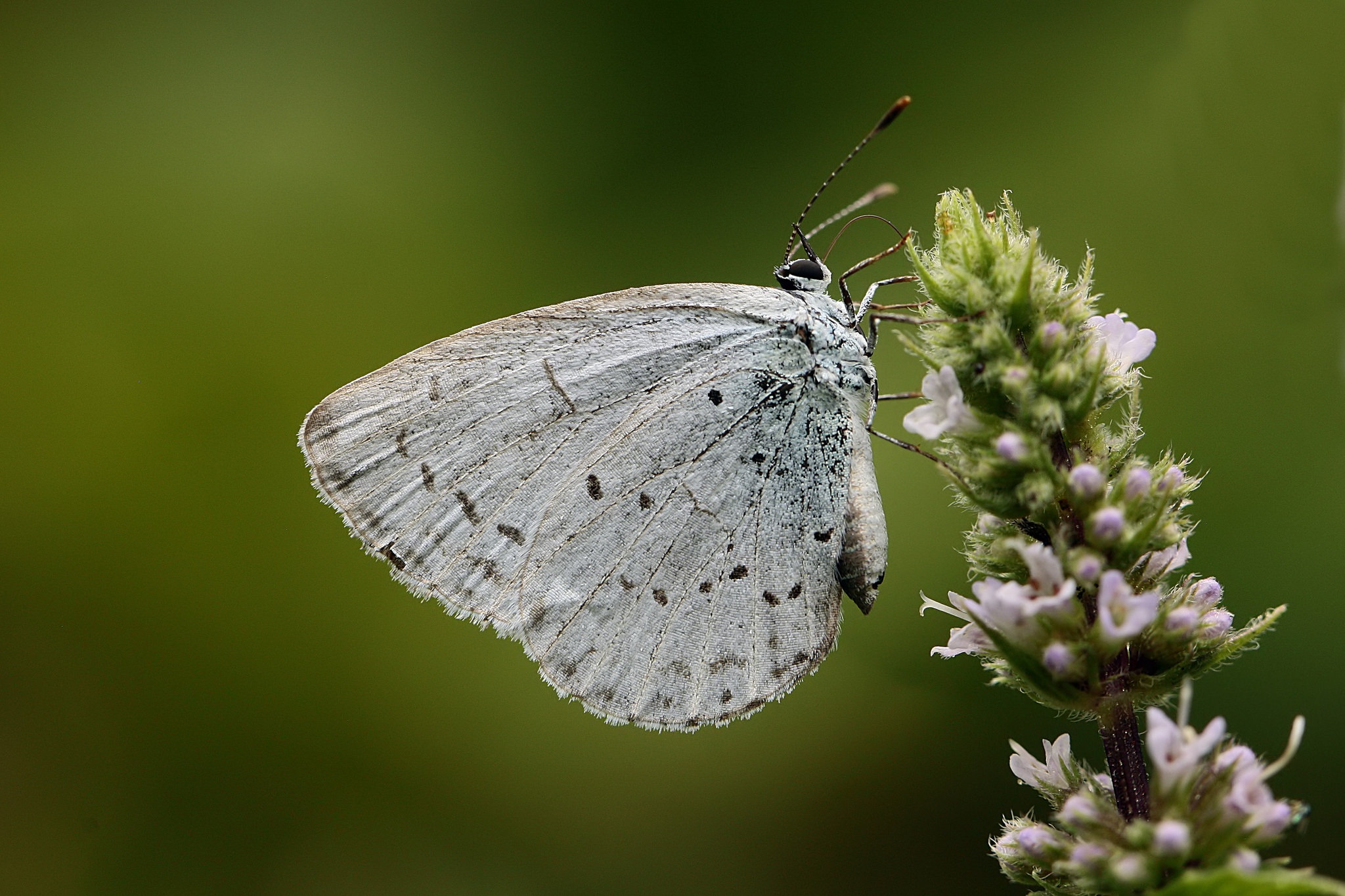 Download mobile wallpaper Flower, Macro, Insect, Butterfly, Animal for free.