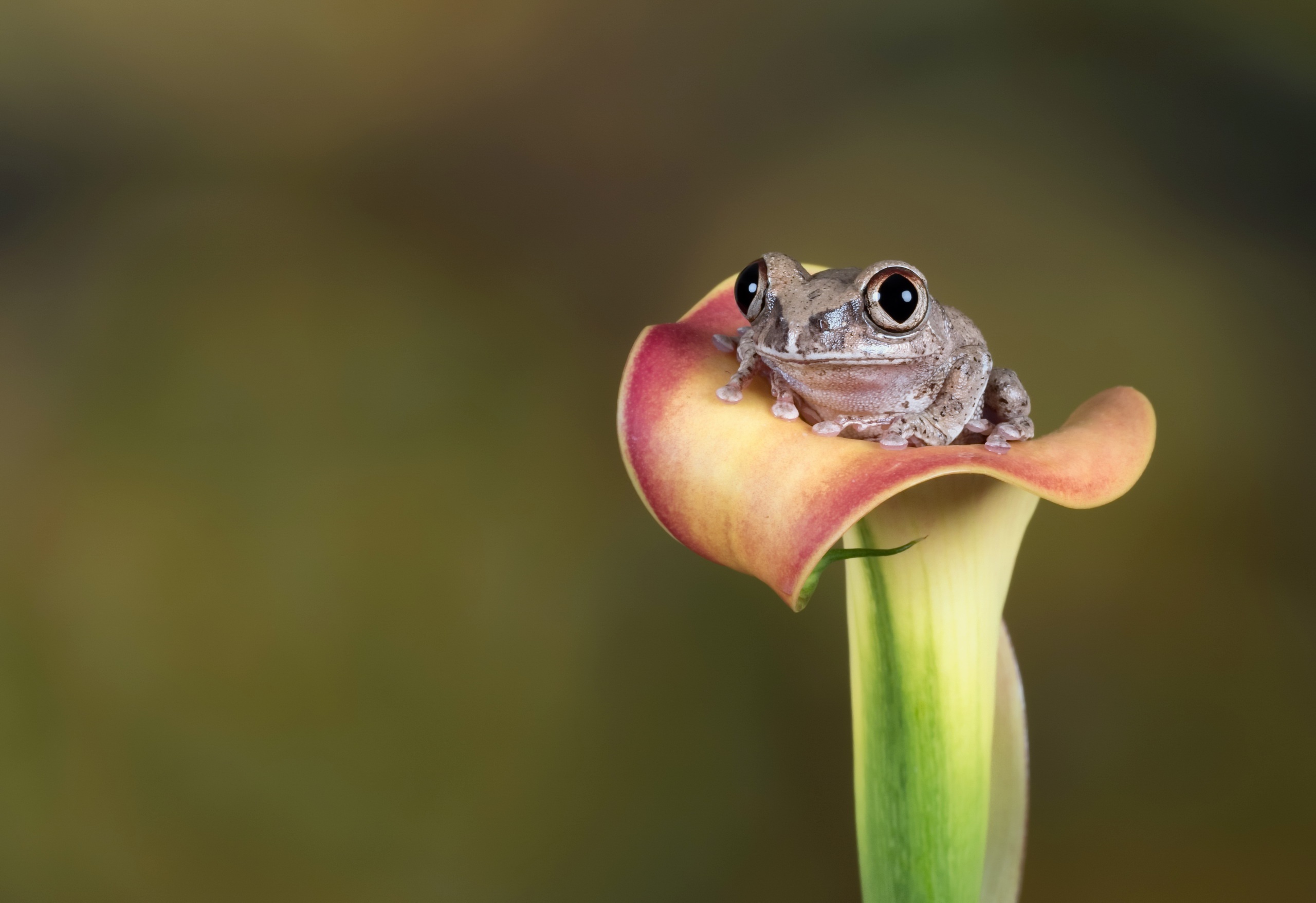 animal, frog, amphibian, calla lily, flower, frogs