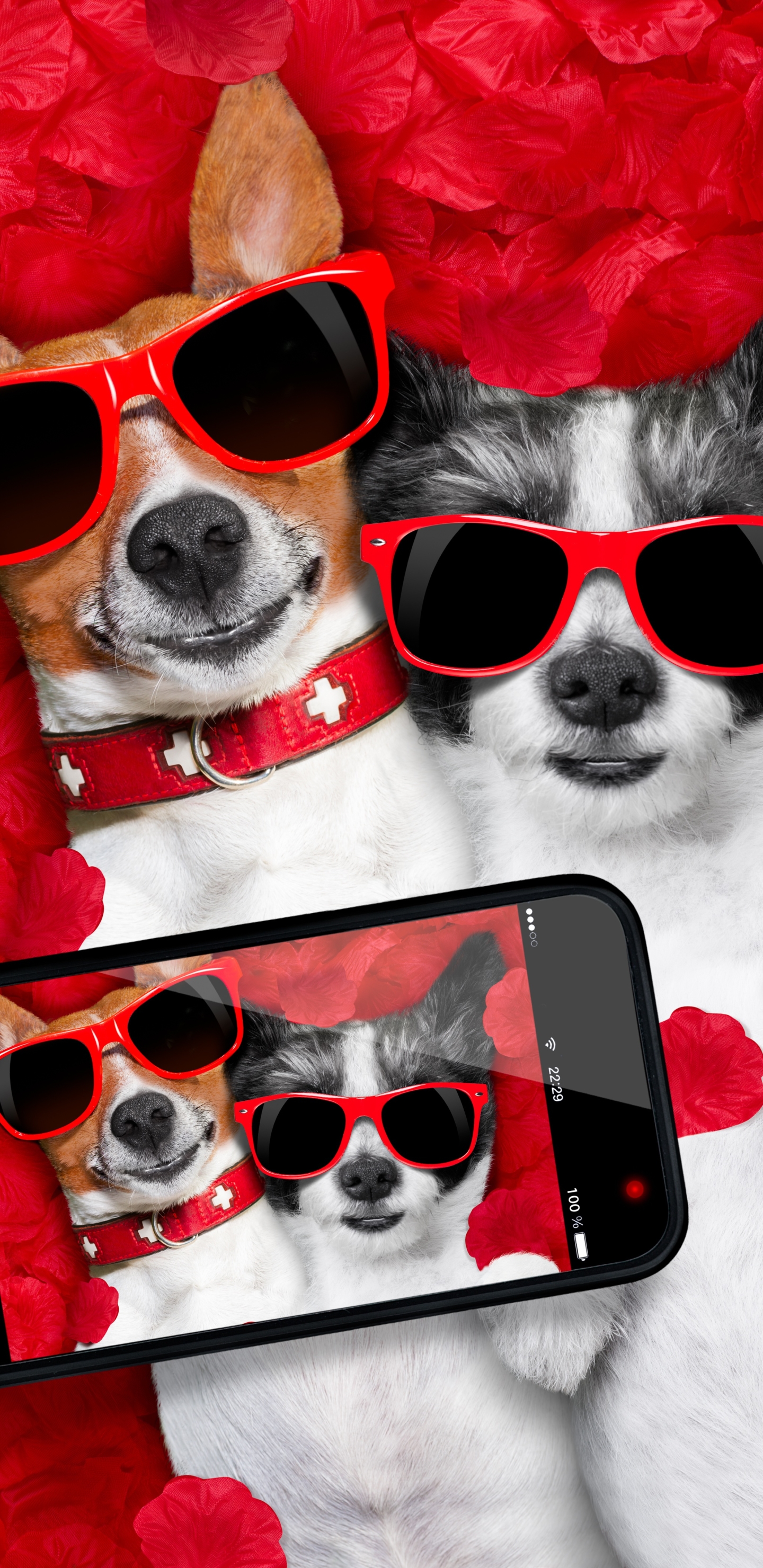 Descarga gratuita de fondo de pantalla para móvil de Animales, Perros, Rosa, Amor, Perro, Gracioso, Pétalo, Parejas.