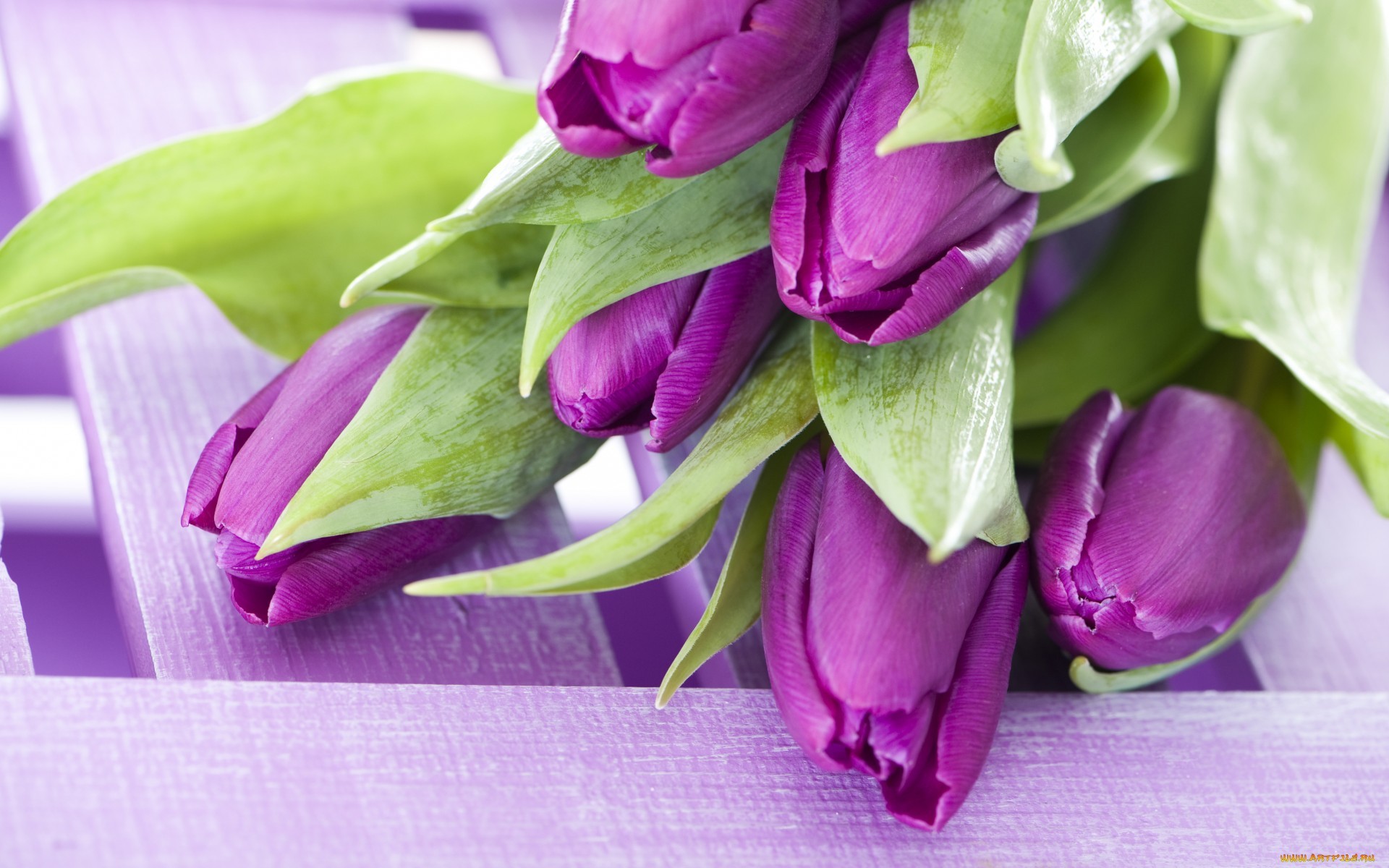 17681 скачать обои тюльпаны, цветы, фиолетовые, растения - заставки и картинки бесплатно