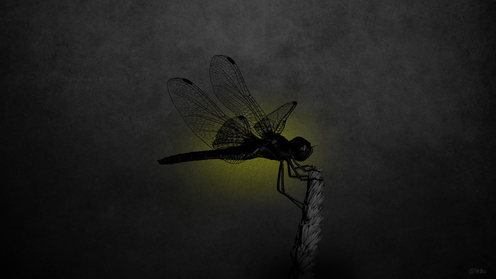 Téléchargez gratuitement l'image Libellule, Insectes, Animaux sur le bureau de votre PC