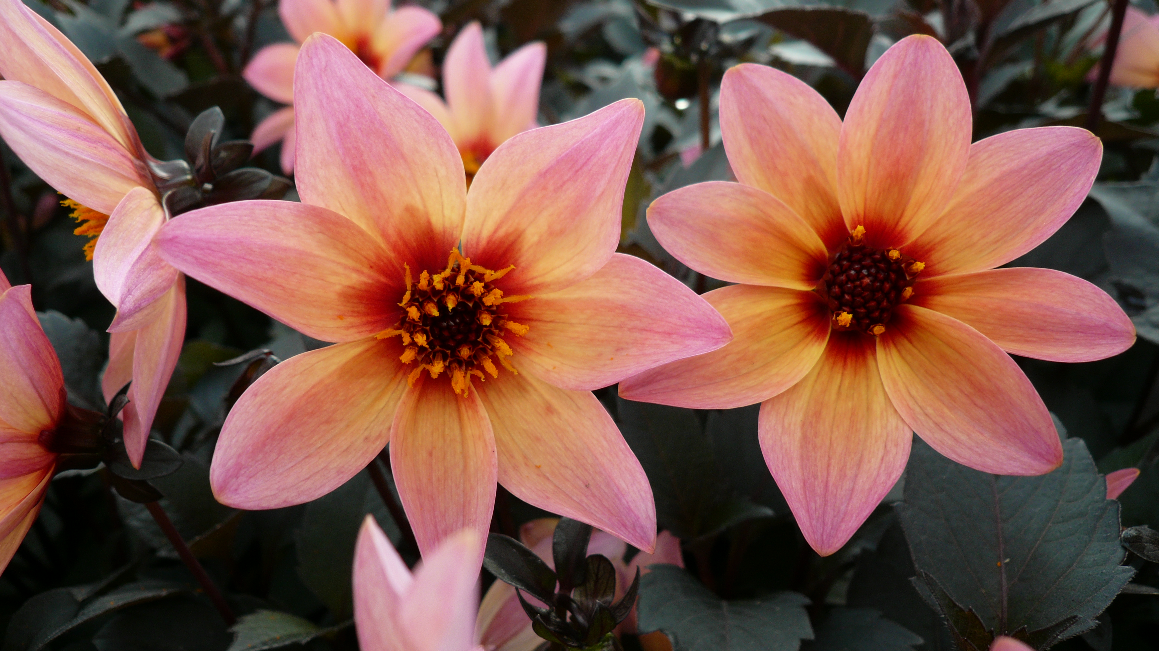 Laden Sie das Blumen, Blume, Nahansicht, Dahlien, Erde/natur, Pinke Blume-Bild kostenlos auf Ihren PC-Desktop herunter