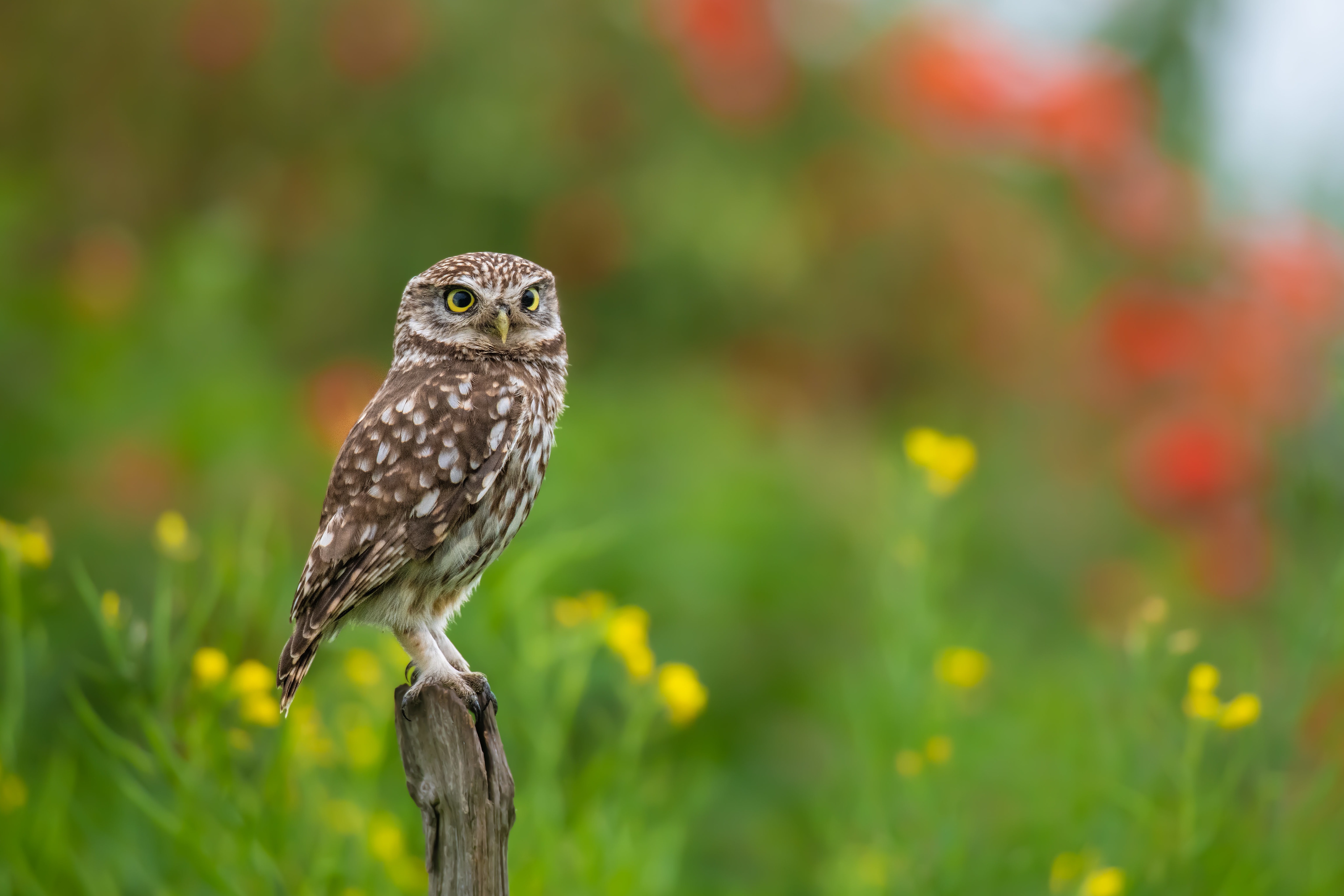 Descarga gratuita de fondo de pantalla para móvil de Animales, Búho, Aves.