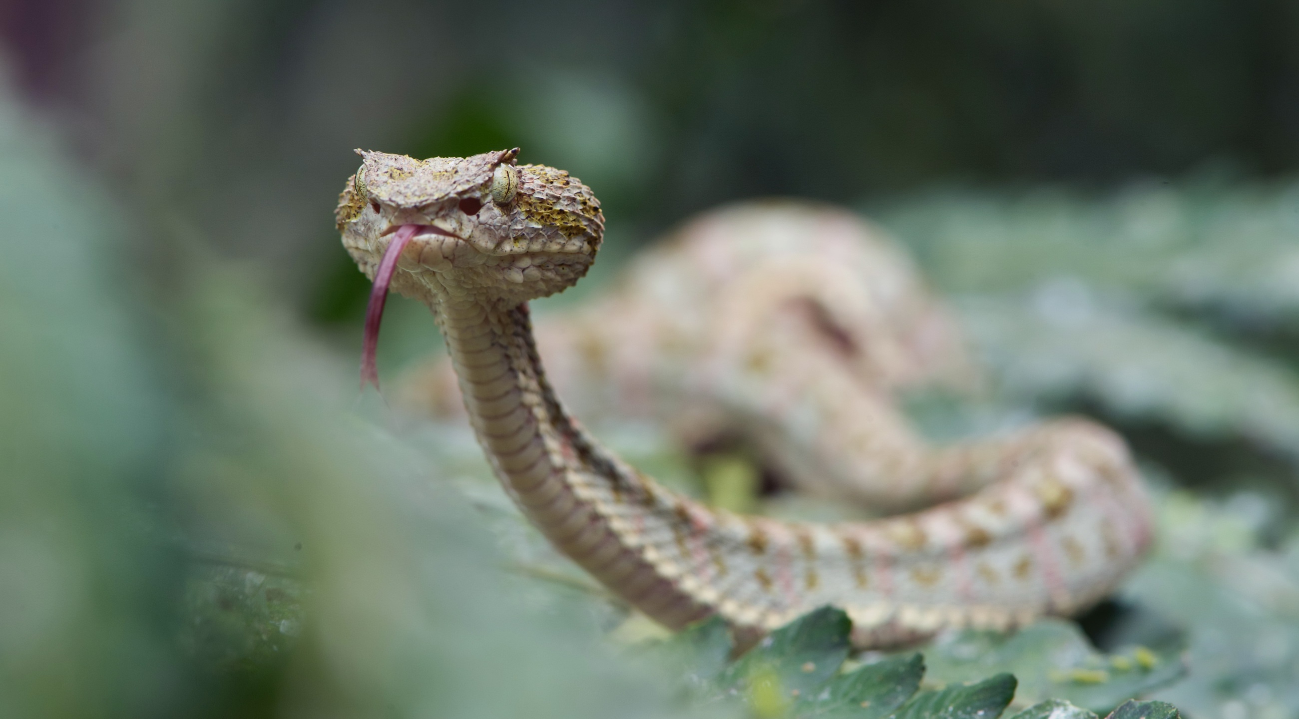 Free download wallpaper Animal, Reptile, Snake, Reptiles, Viper on your PC desktop
