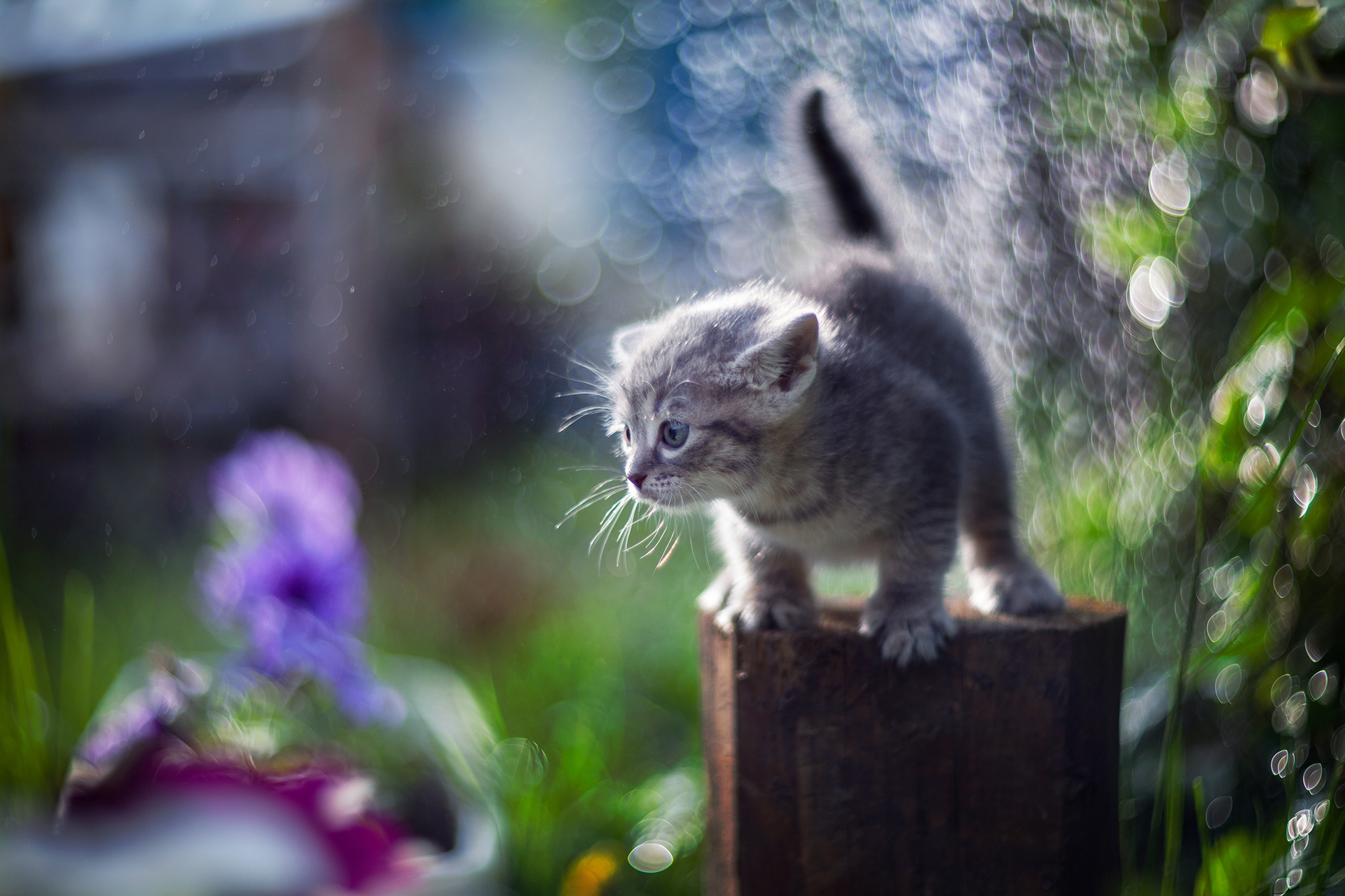 Baixe gratuitamente a imagem Animais, Gatos, Gato, Gatinho, Bokeh, Animal Bebê na área de trabalho do seu PC