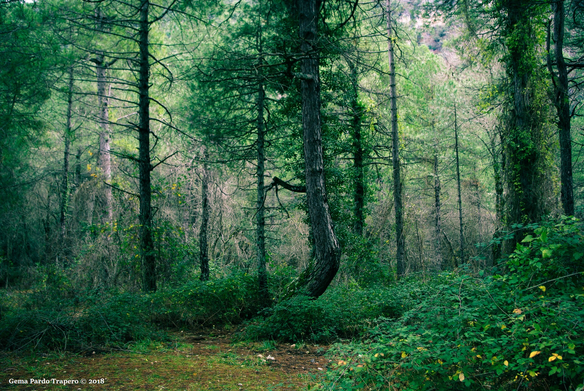 Скачать картинку Природа, Лес, Дерево, Растительность, Зелень, Земля/природа в телефон бесплатно.