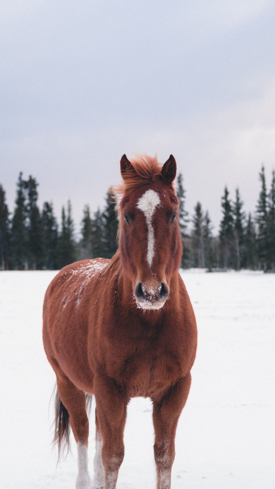 Download mobile wallpaper Winter, Snow, Animal, Horse, Stare for free.