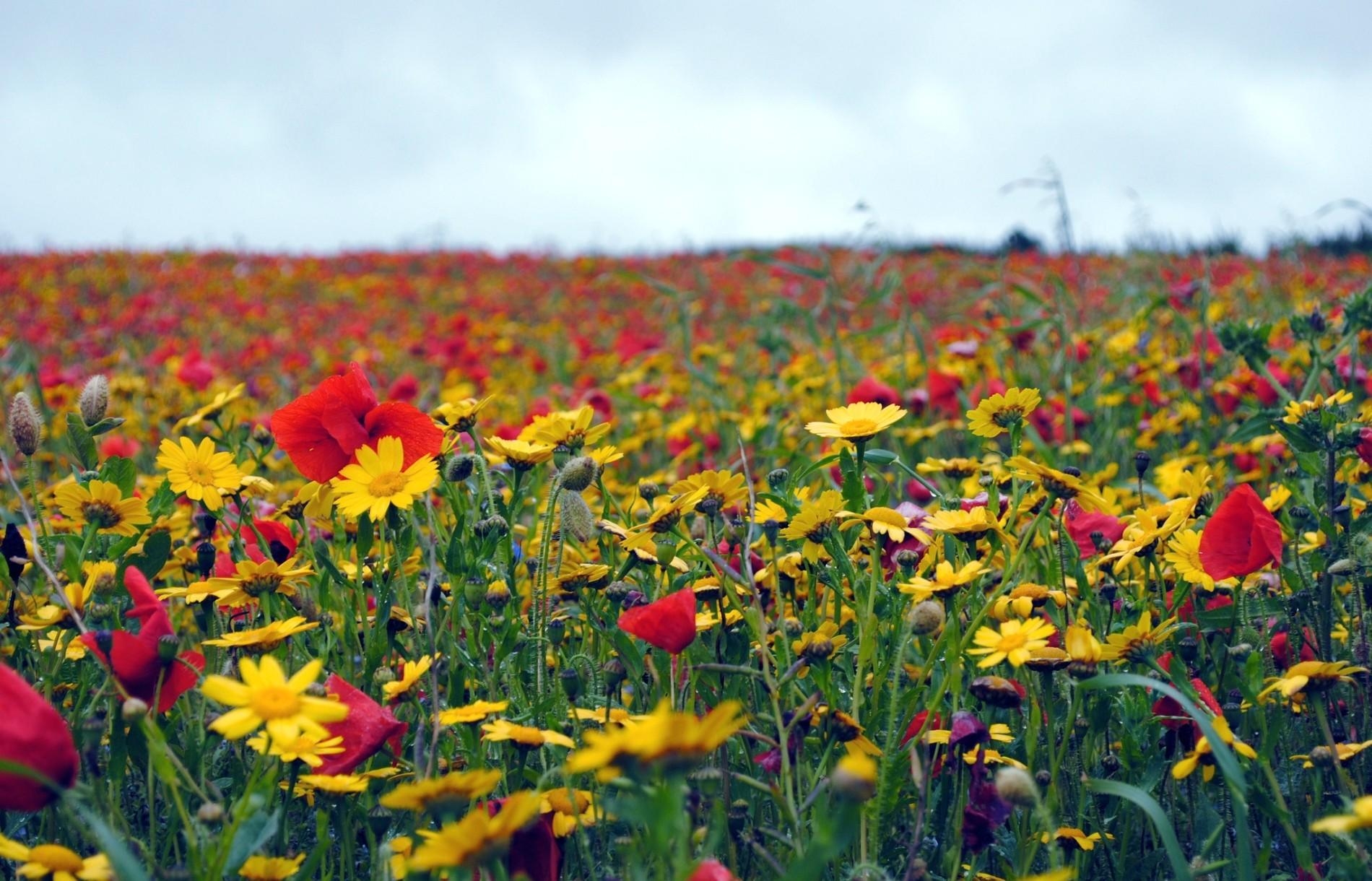 Download mobile wallpaper Field, Summer, Mood, Poppies, Flowers for free.