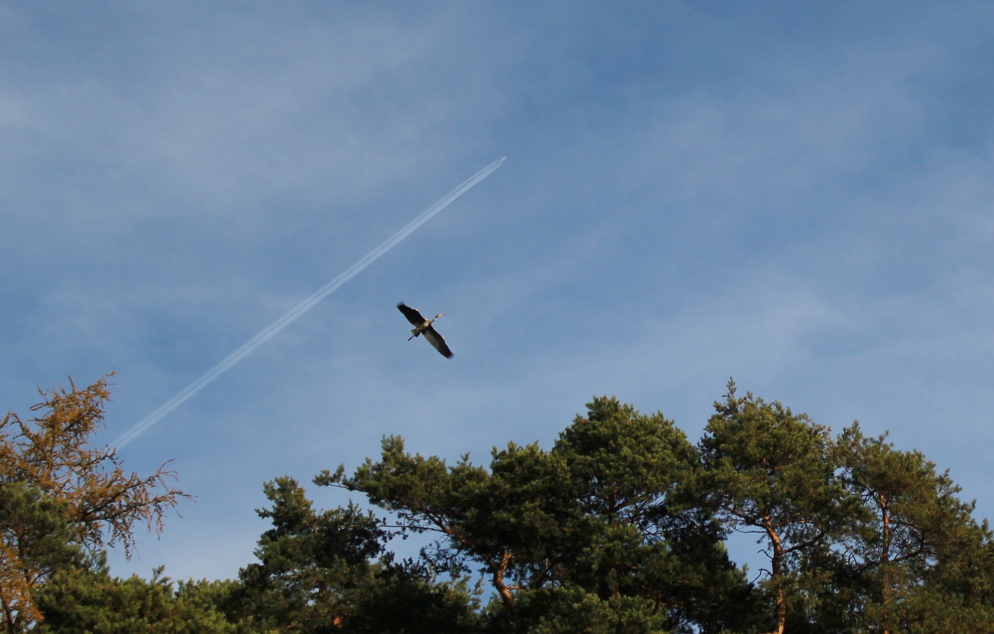 Handy-Wallpaper Tiere, Vogel kostenlos herunterladen.