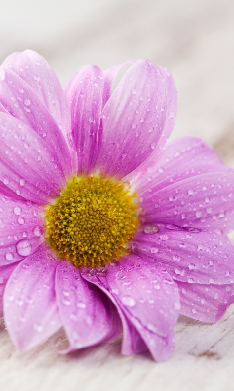 Descarga gratuita de fondo de pantalla para móvil de Flores, Flor, Tierra/naturaleza.