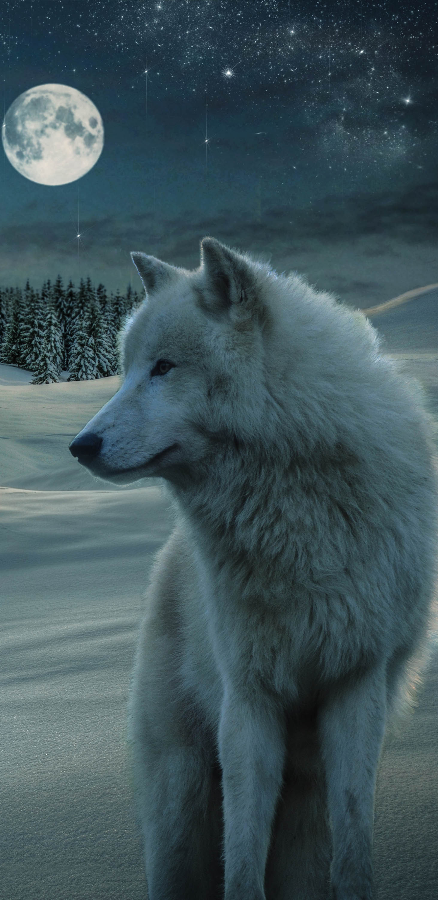 1136148 Hintergrundbild herunterladen wolf, weißer wolf, tiere, schnee, sternenklarer himmel, mond, winter, nacht, sterne, wolves - Bildschirmschoner und Bilder kostenlos