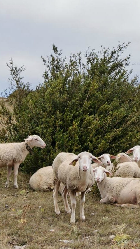 Handy-Wallpaper Tiere, Schaf kostenlos herunterladen.