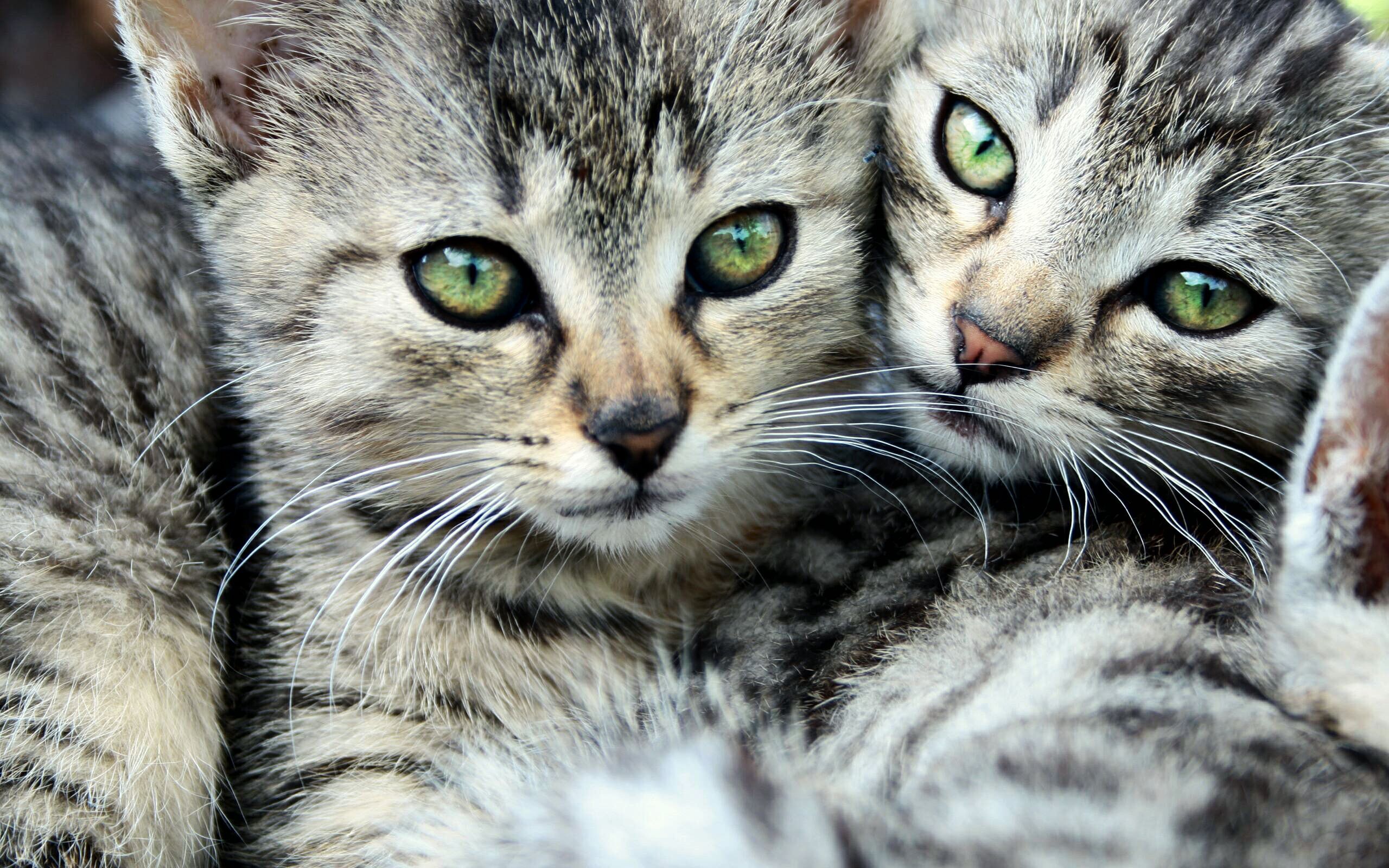 Baixe gratuitamente a imagem Animais, Gatos, Gato na área de trabalho do seu PC