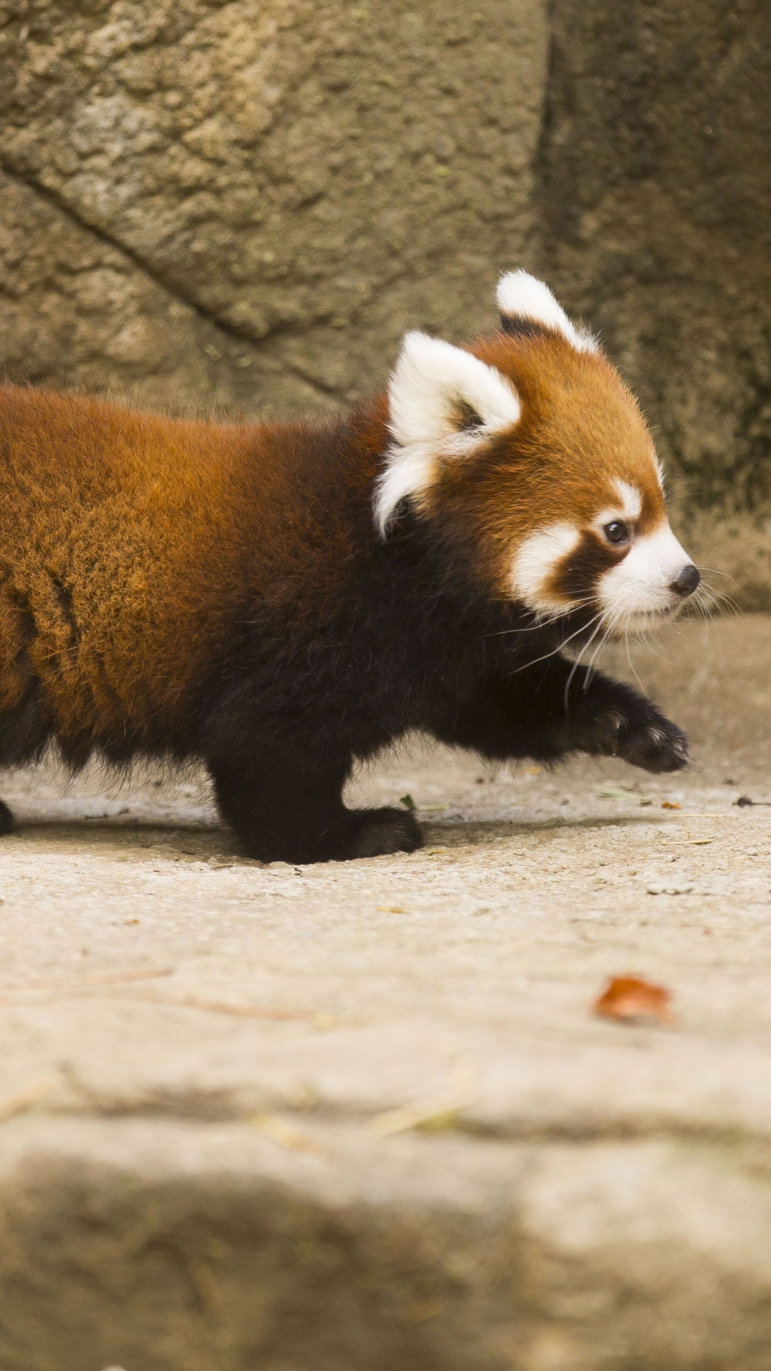 Скачати мобільні шпалери Тварина, Червона Панда, Зоопарк безкоштовно.