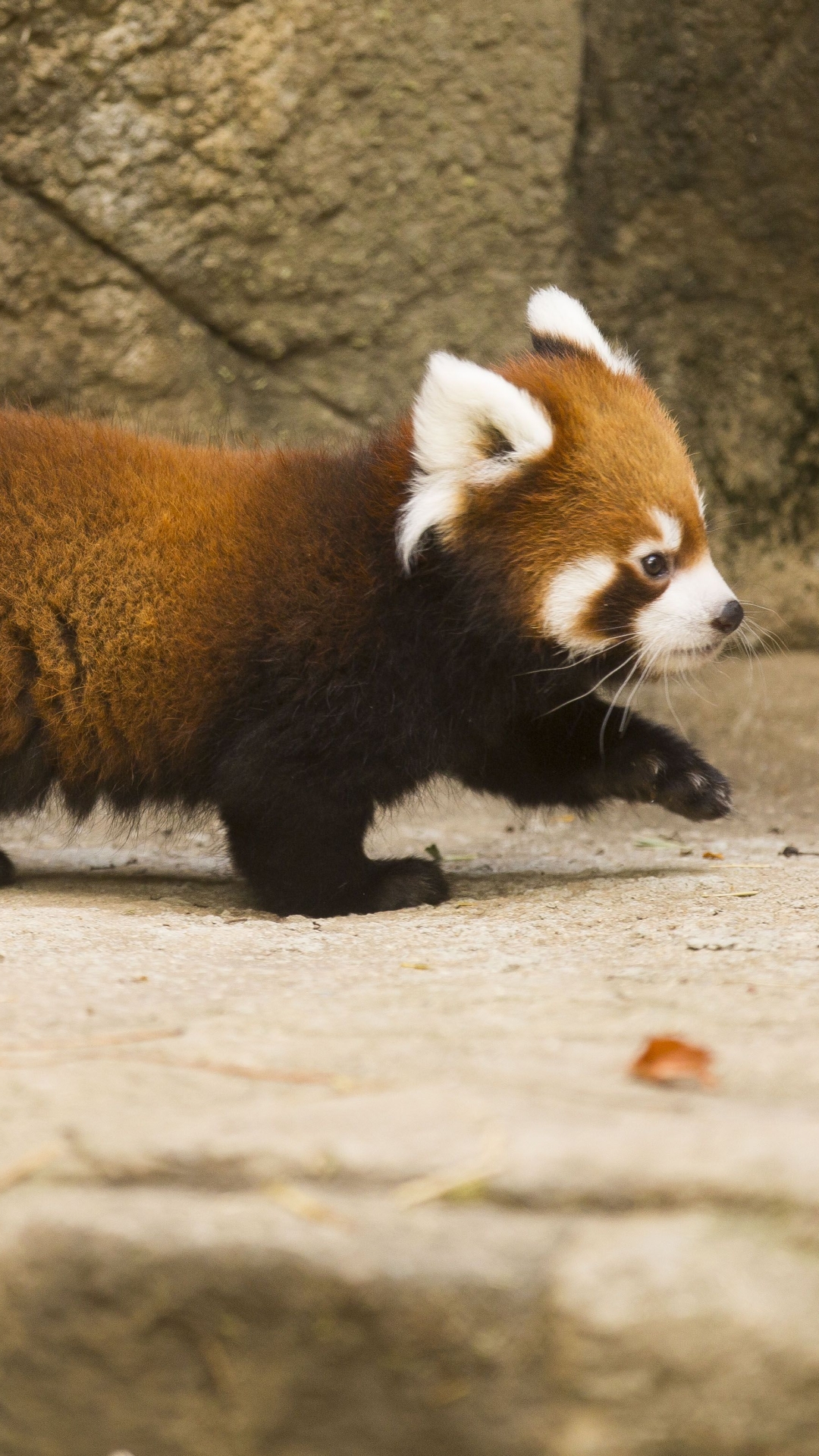 Handy-Wallpaper Tiere, Zoo, Kleiner Panda kostenlos herunterladen.