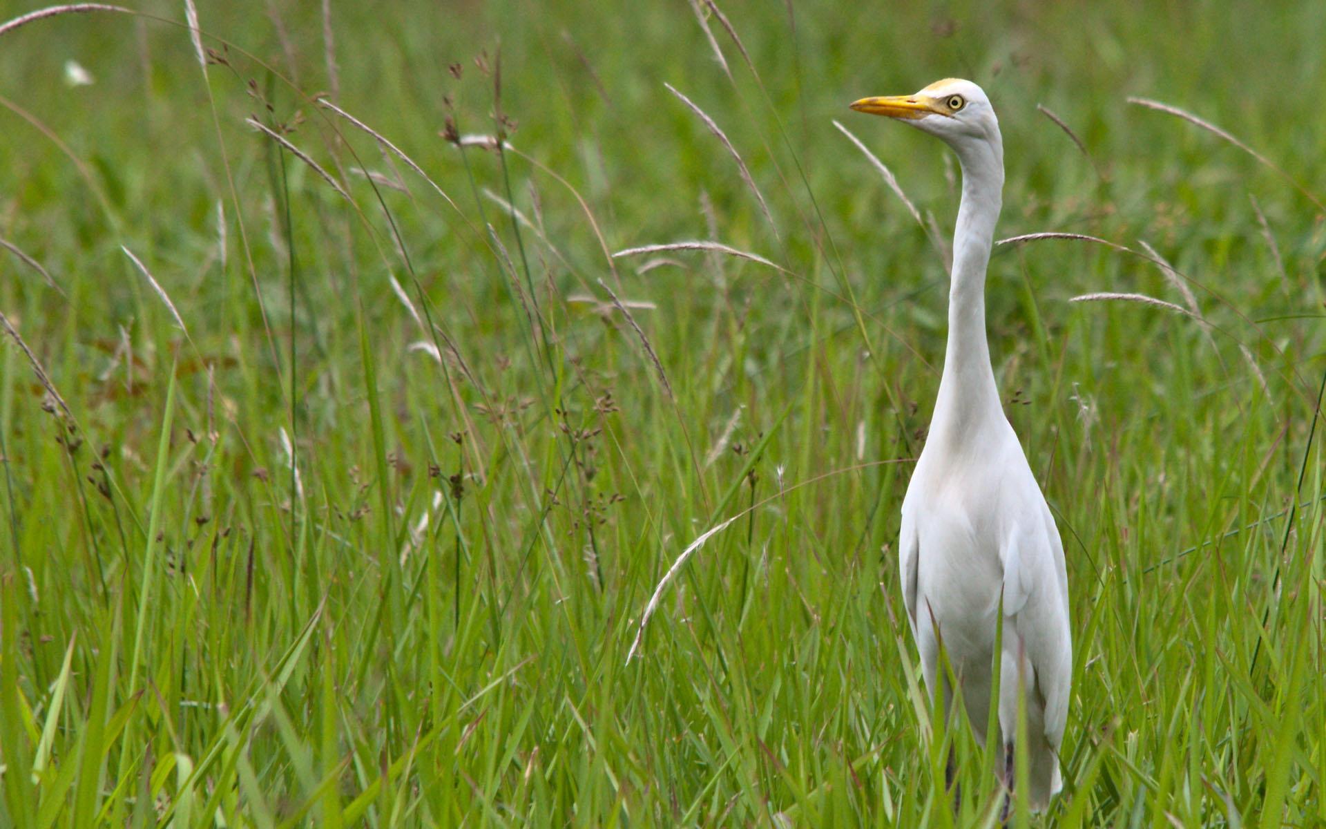 Free download wallpaper Bird, Birds, Animal on your PC desktop