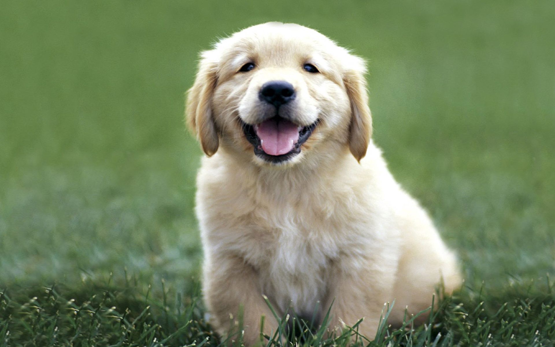 puppy, labrador, color, dog, animals, grass