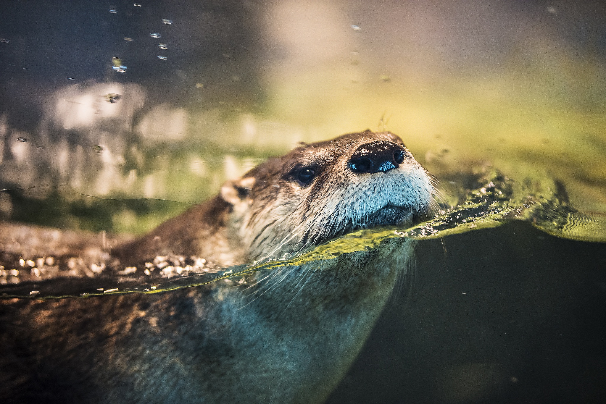 Laden Sie das Tiere, Wasser, Otter-Bild kostenlos auf Ihren PC-Desktop herunter