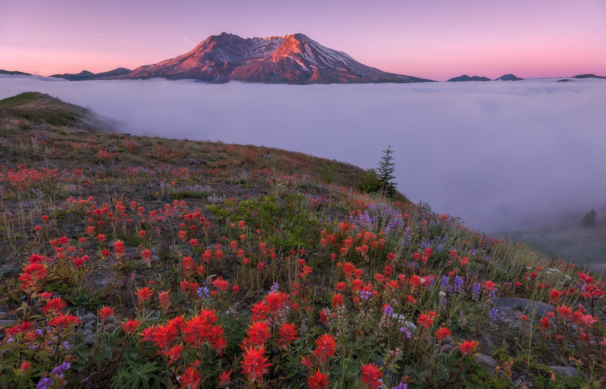 Descarga gratis la imagen Paisaje, Naturaleza, Montaña, Flor, Niebla, Valle, Tierra/naturaleza en el escritorio de tu PC