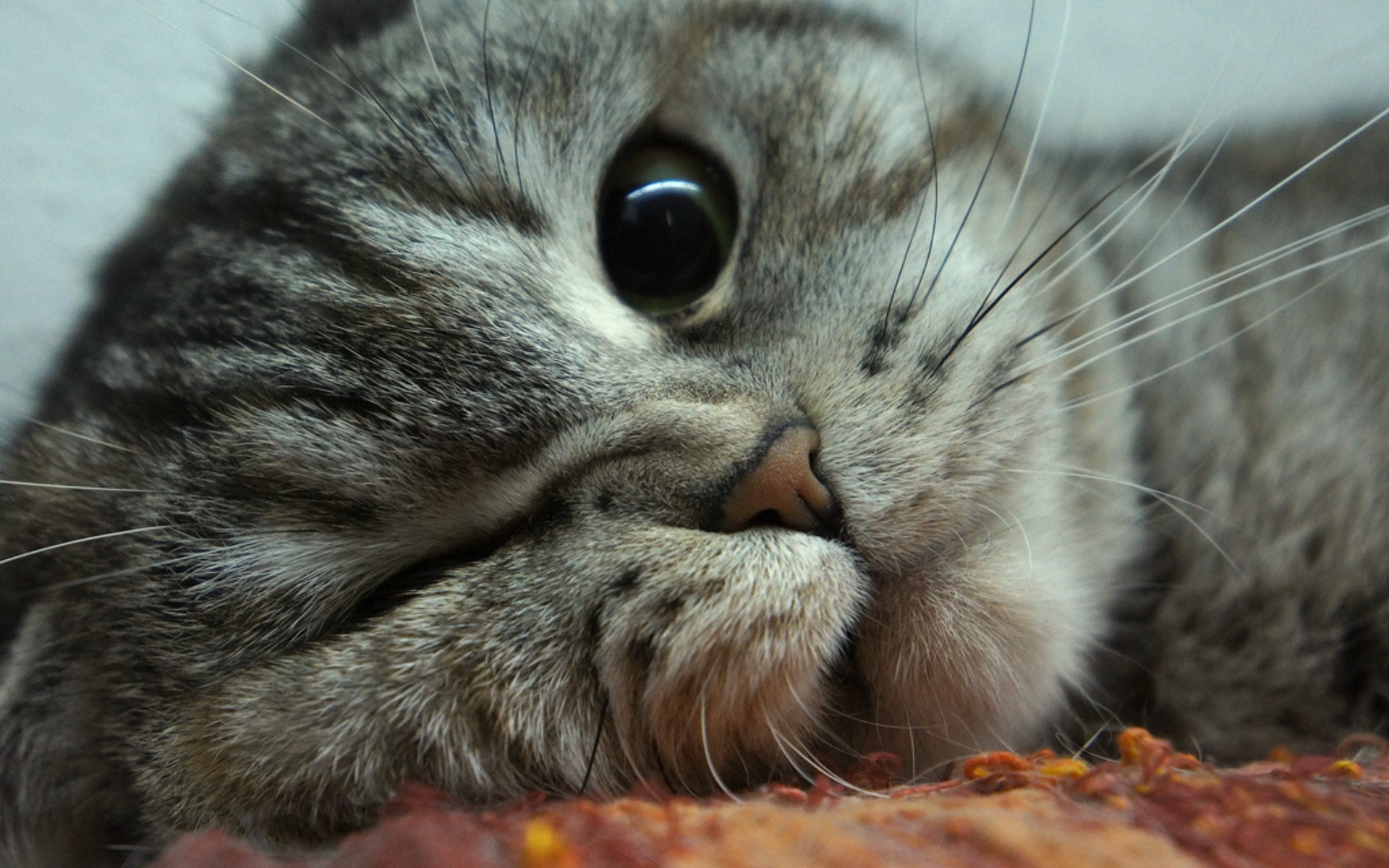 Baixar papel de parede para celular de Animais, Gatos, Gato gratuito.