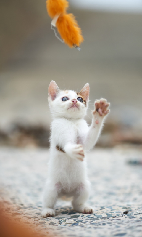 Download mobile wallpaper Cats, Cat, Kitten, Blur, Animal, Baby Animal for free.