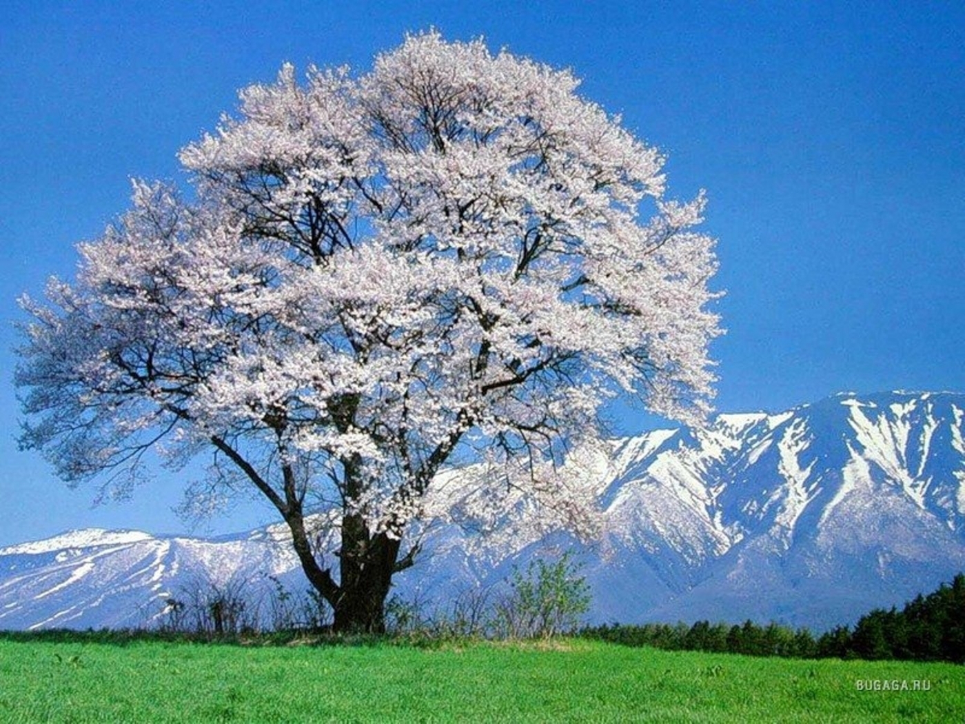 Free download wallpaper Flowers, Trees, Mountains, Landscape on your PC desktop