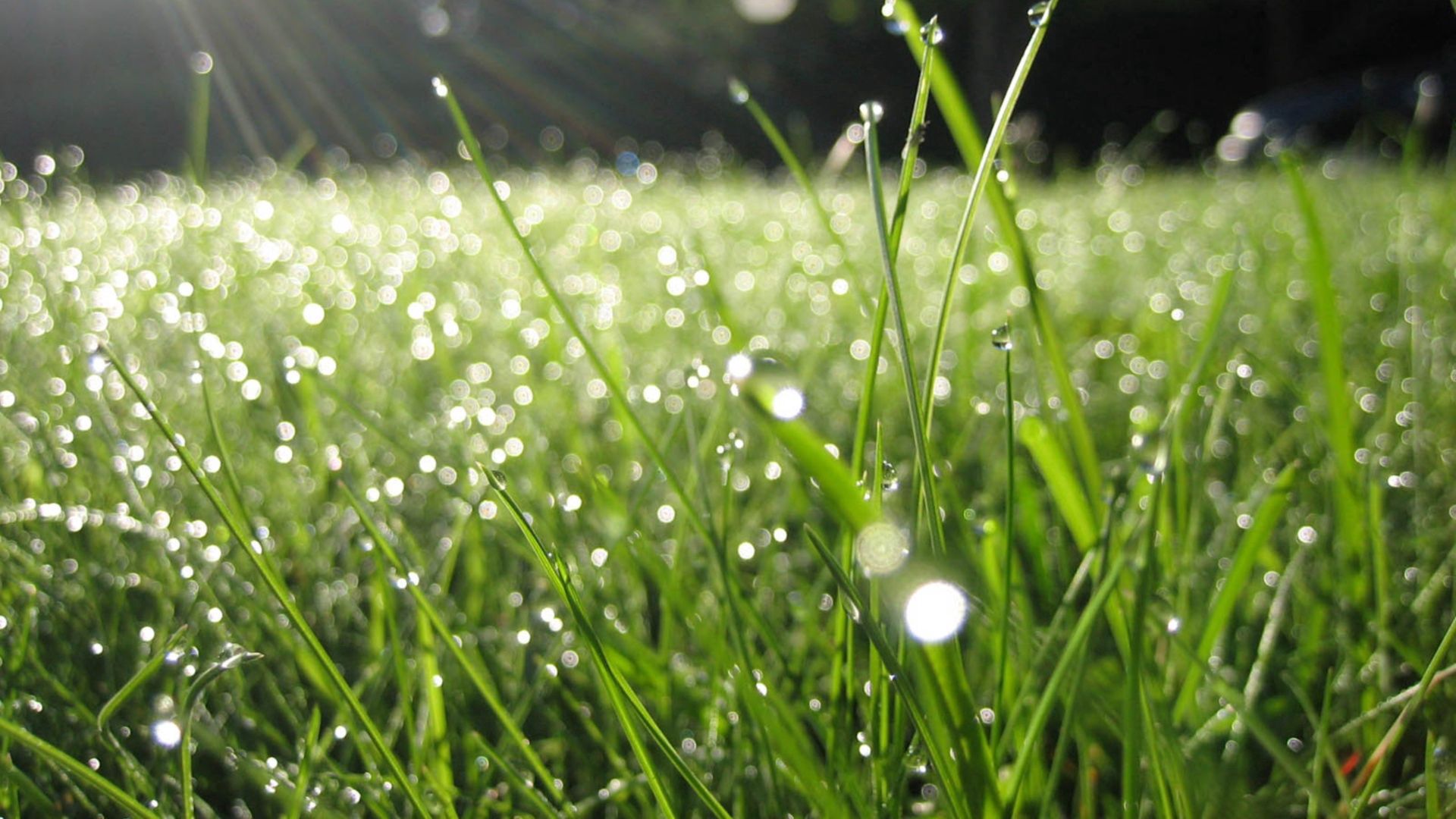 Download mobile wallpaper Grass, Dew, Drops, Summer, Nature, Morning for free.