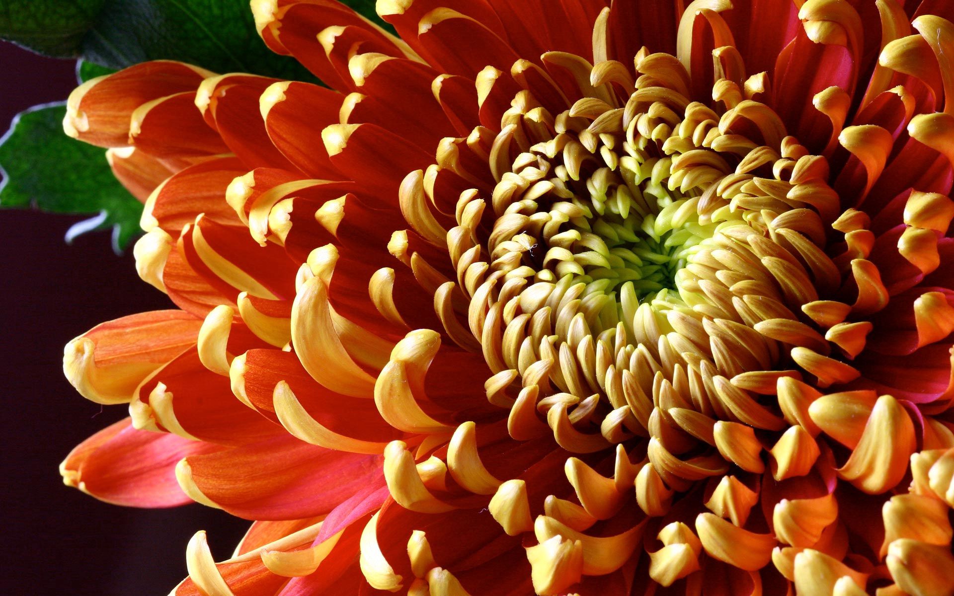 Download mobile wallpaper Petals, Macro, Shadow, Chrysanthemum, Flower, Color for free.