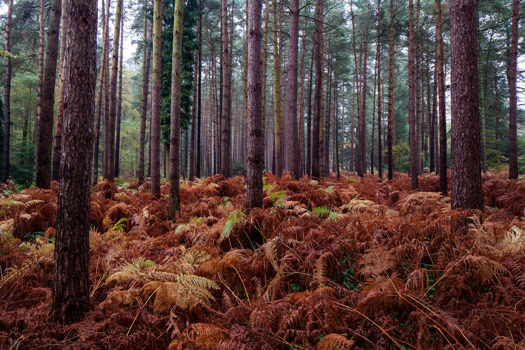 Descarga gratis la imagen Naturaleza, Otoño, Helechos, Bosque, Árbol, Tierra/naturaleza en el escritorio de tu PC