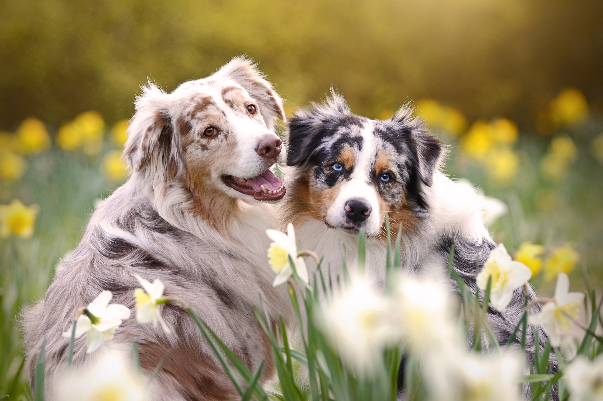 Free download wallpaper Dogs, Dog, Animal, Australian Shepherd, Daffodil on your PC desktop