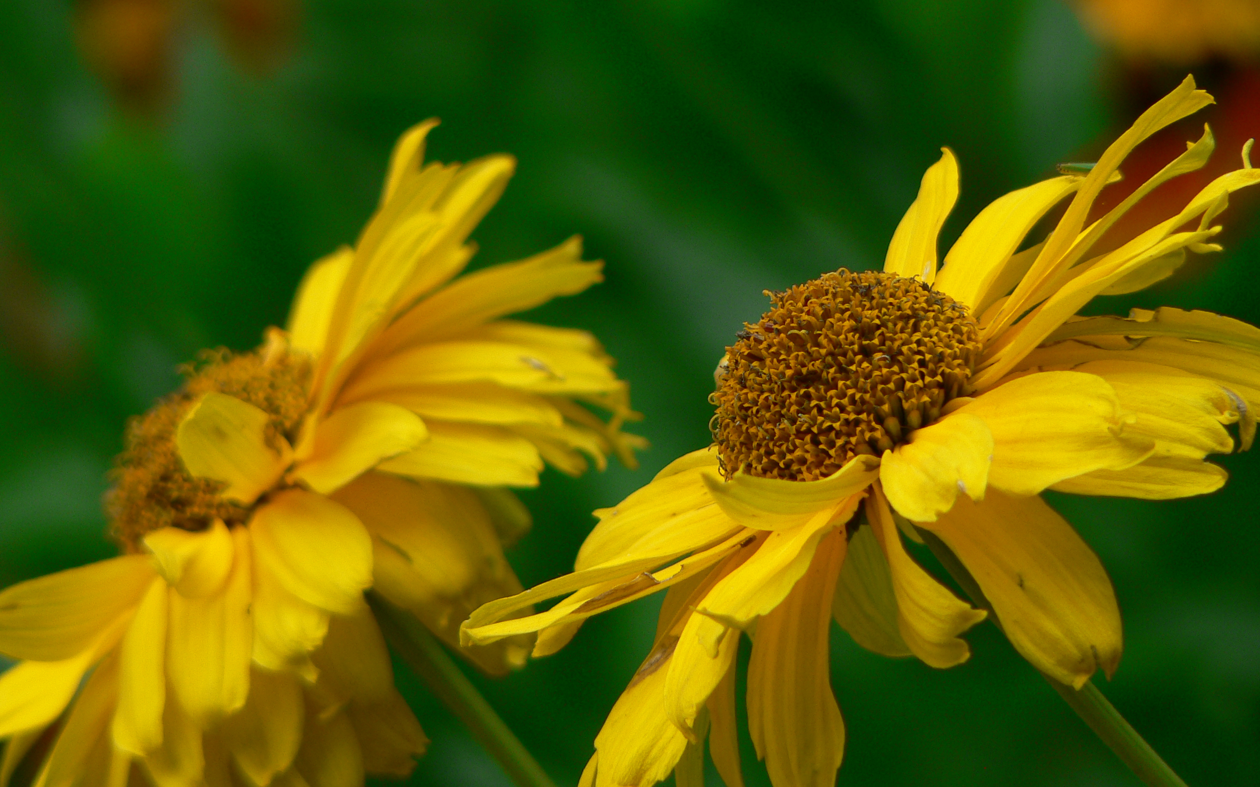 Free download wallpaper Flowers, Flower, Earth on your PC desktop