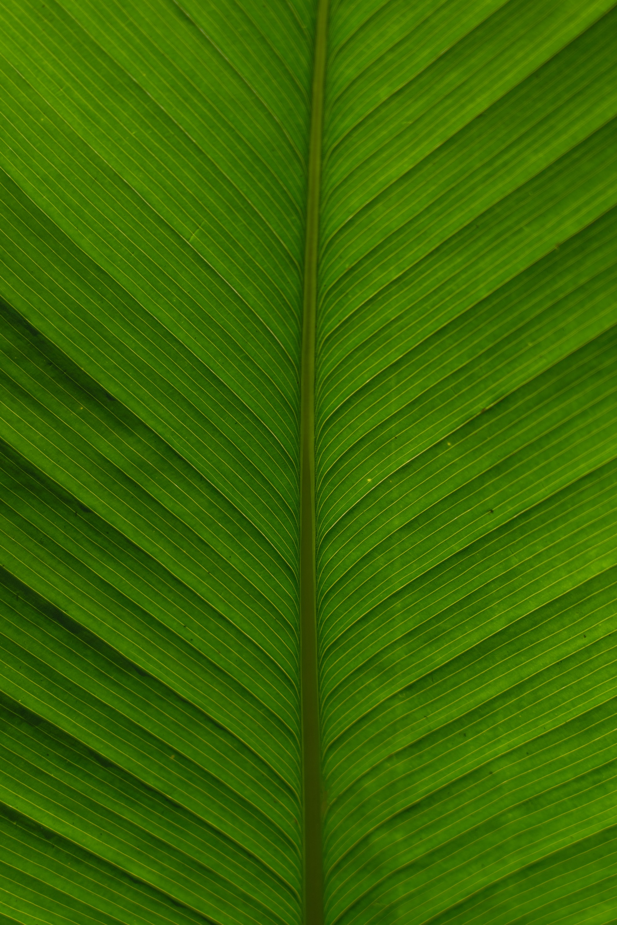 plant, macro, sheet, leaf
