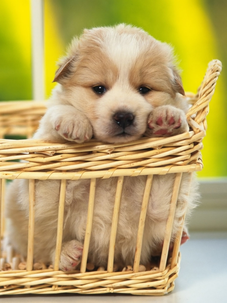 Download mobile wallpaper Dogs, Dog, Animal, Puppy for free.