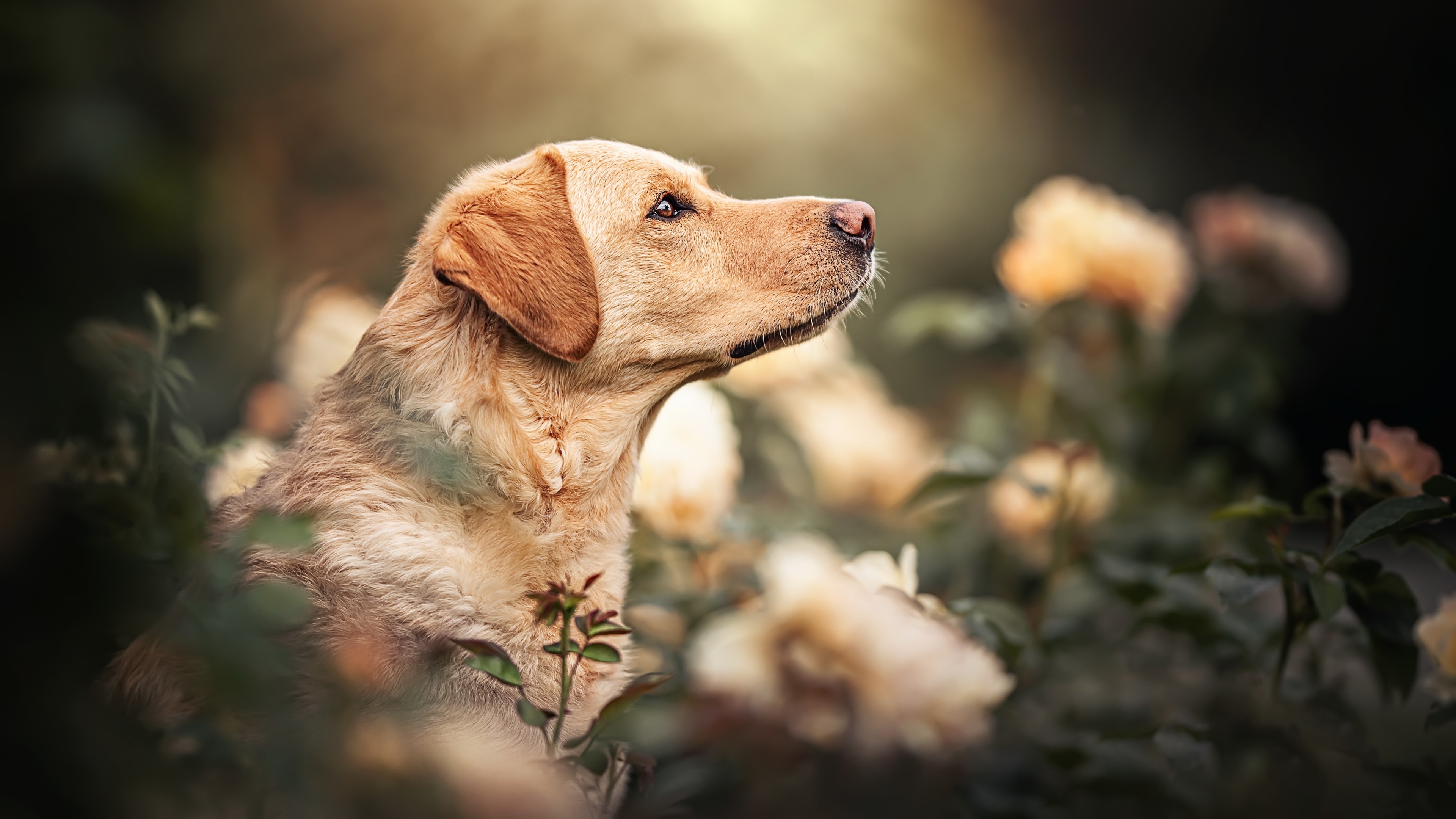 Download mobile wallpaper Dogs, Dog, Animal, Labrador for free.