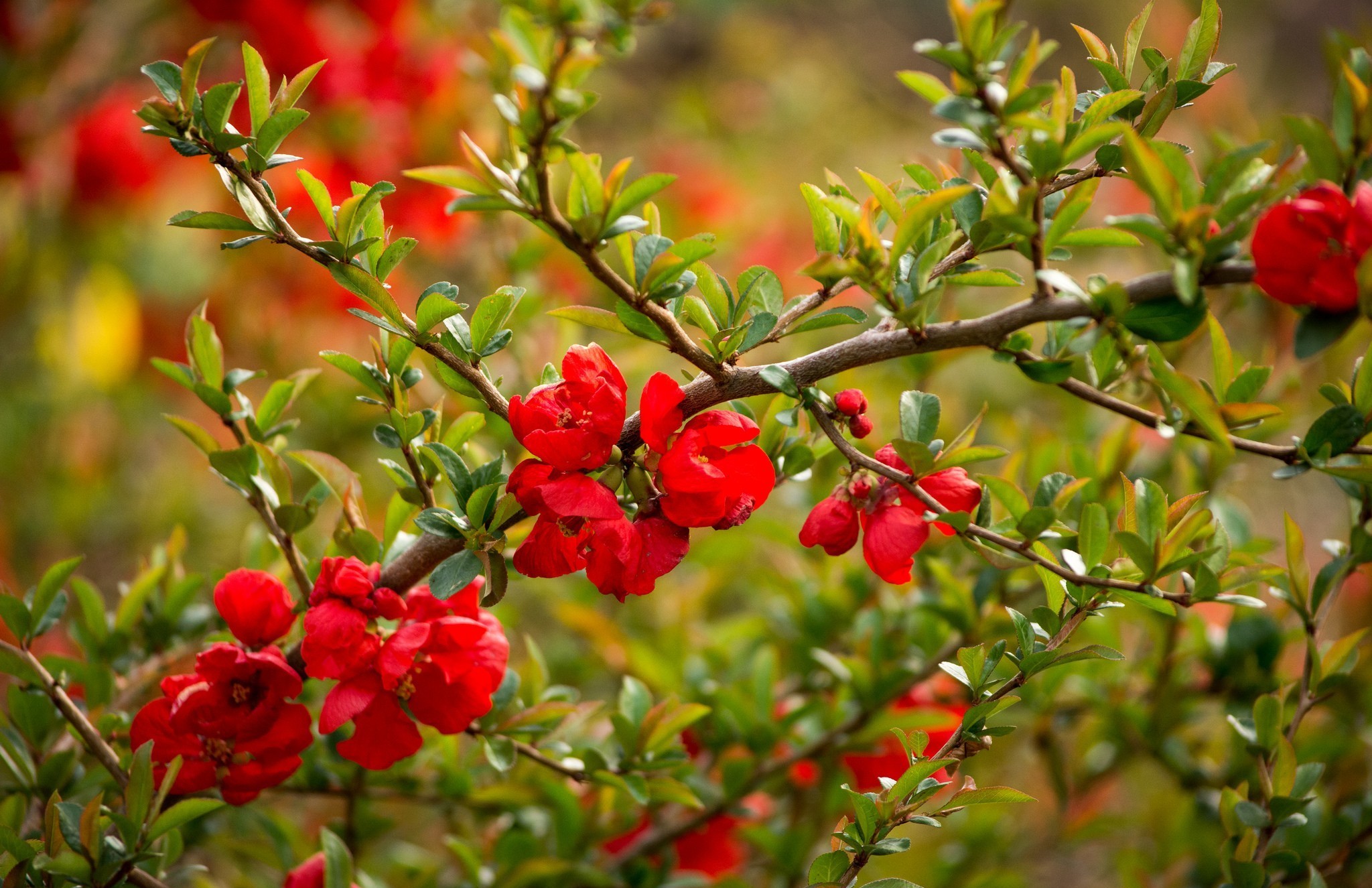 Descarga gratis la imagen Flores, Flor, Tierra/naturaleza en el escritorio de tu PC