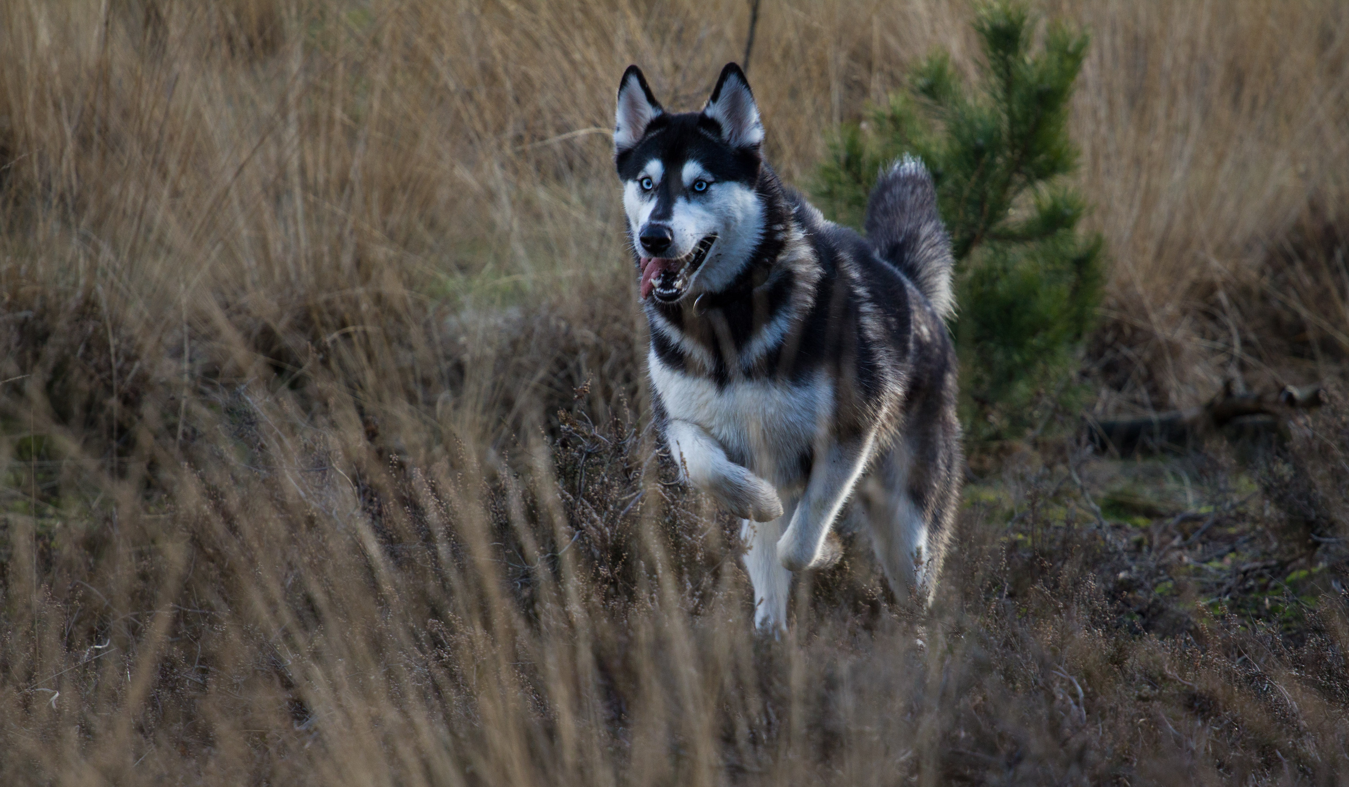 husky, animals, dog, protruding tongue, tongue stuck out, run, running for android